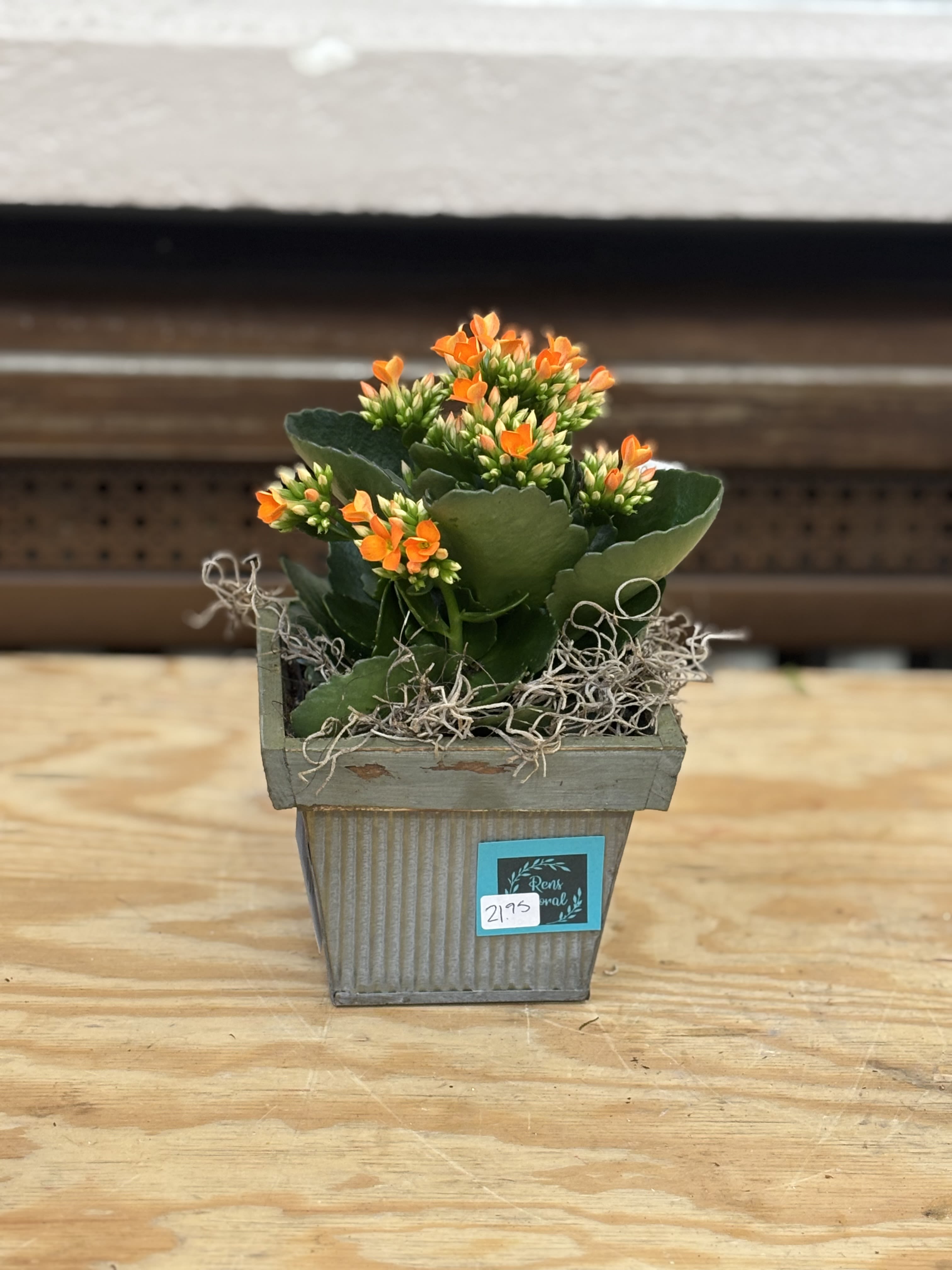 Square Tin Kalanchoe  - A 4&quot; kalanchoe planted in a square tin container. 