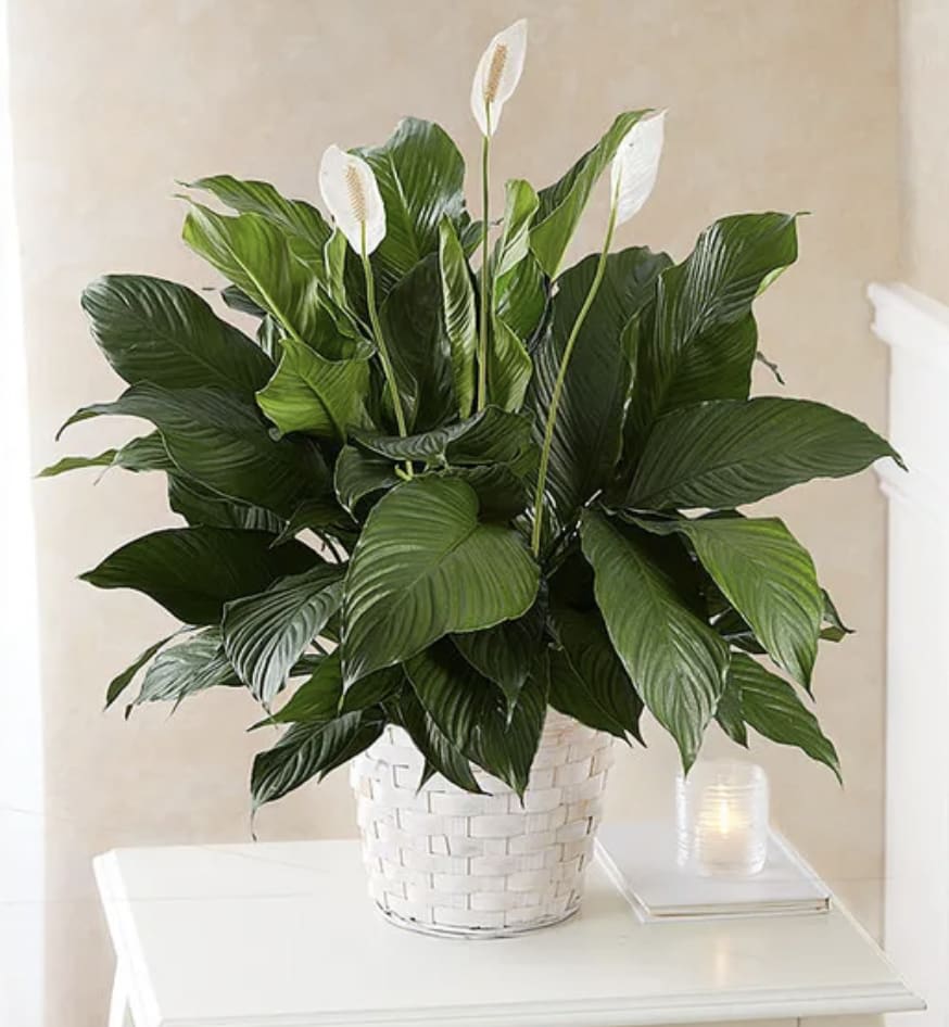 Peace Lily Plant for Sympathy - Also known as the "peace lily," the serene Spathiphyllum plant is a lasting expression of your deepest sympathy. With glossy green leaves and fragrant white blooms, each one is hand-selected by our florists and tucked into a charming woven basket planter. It makes a thoughtful and comforting gift when sent to a service or to the homes of family, friends and colleagues.