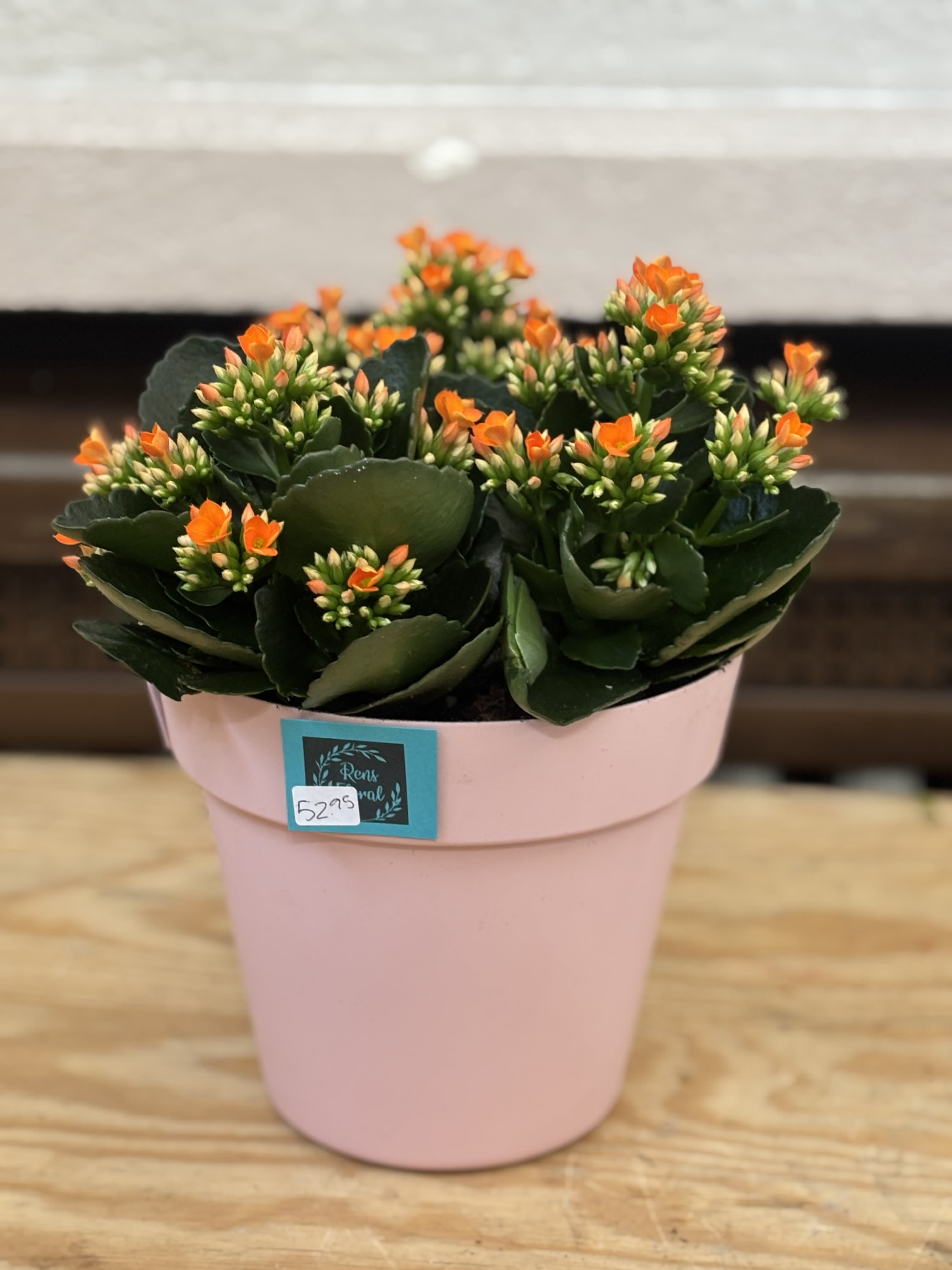 Pink Kalanchoe Bucket  - 3-4&quot; Kalanchoe's planted in a pink plastic bucket. 