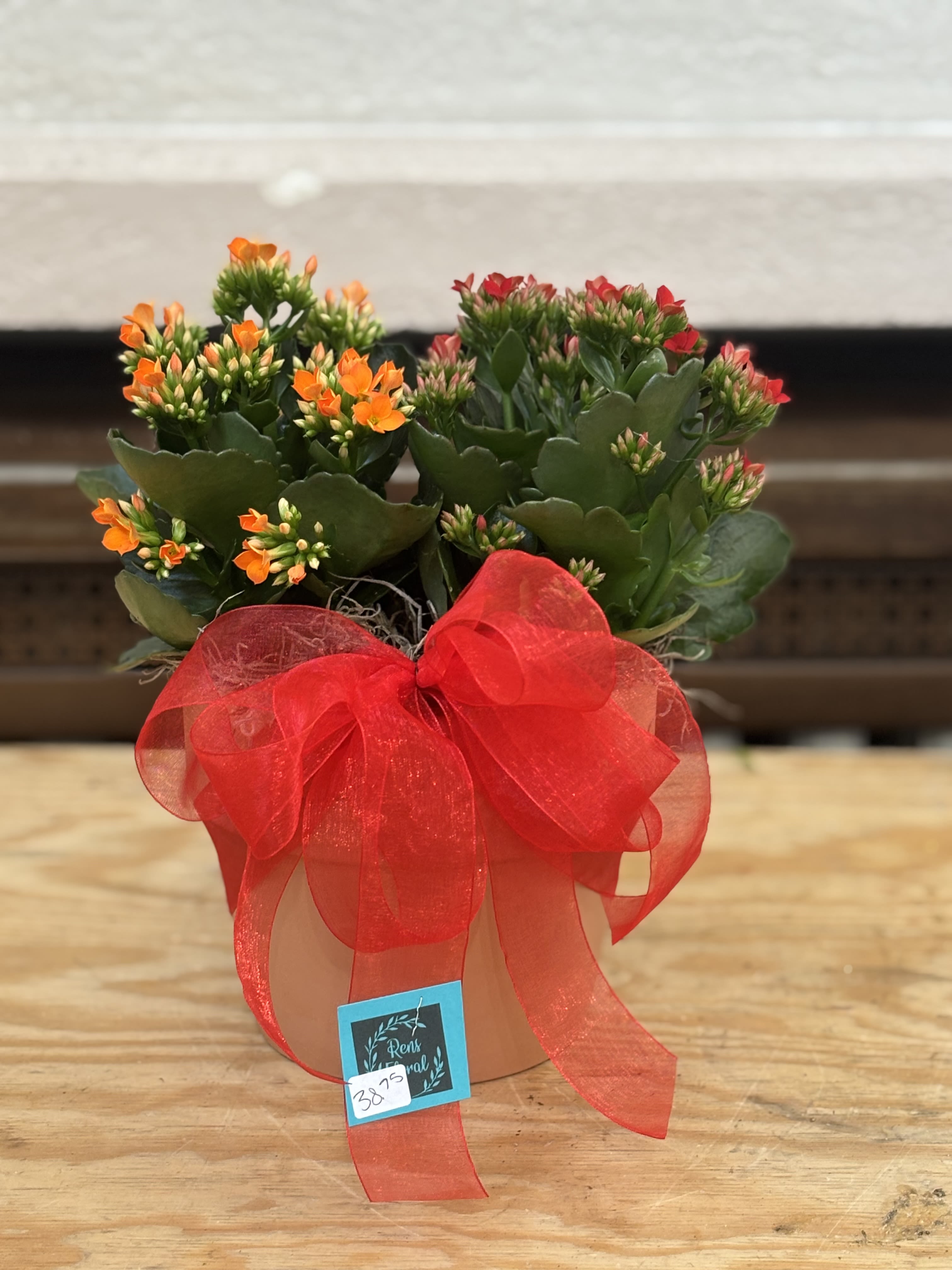 Terracotta Pot Kalanchoe  - 2-4&quot; kalanchoe's planted in a terracotta pot with a bow. 