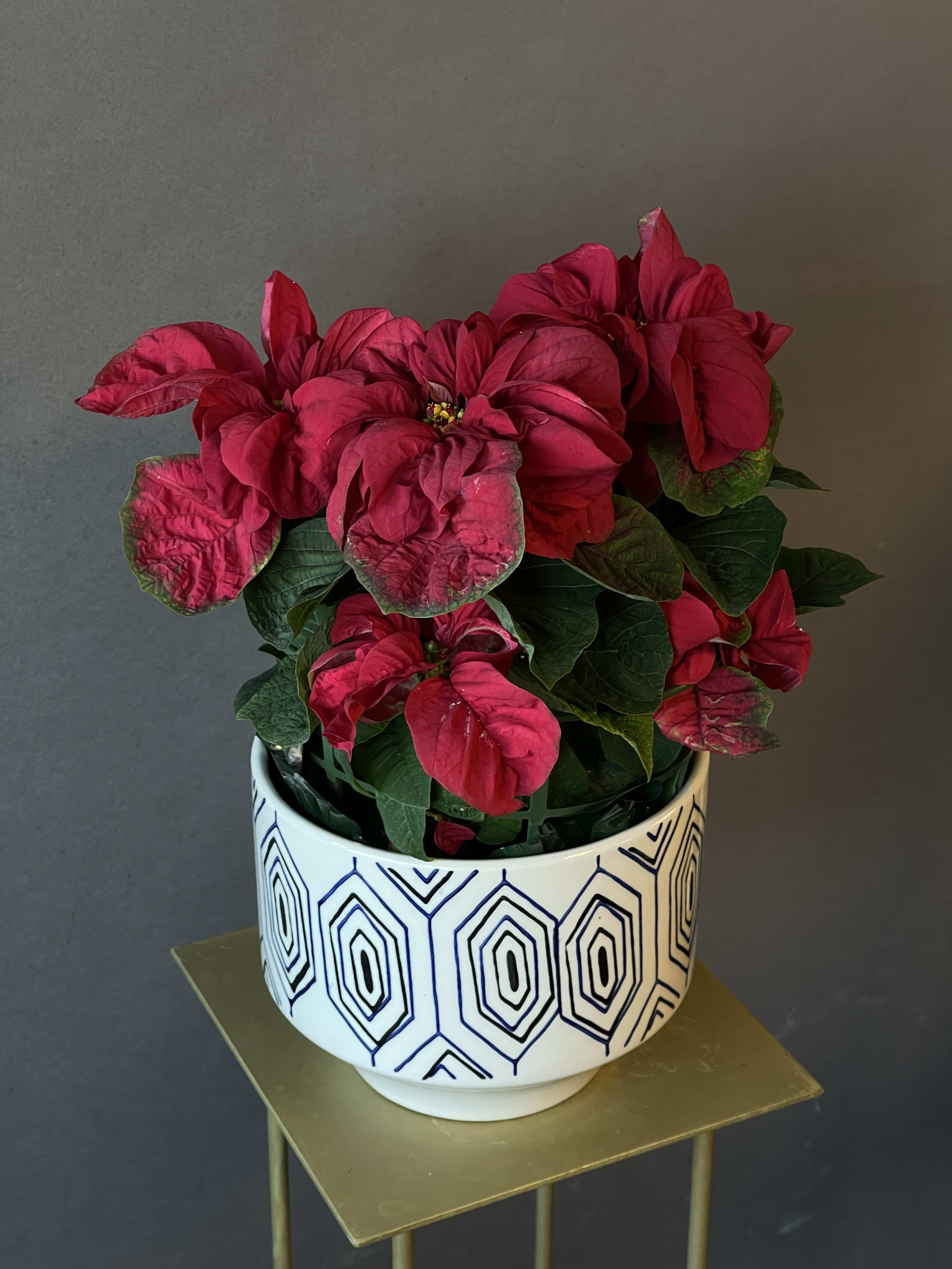 Christmas Poinsettia  - Add traditional look to your home with our unique Winter Rose Poinsettia 