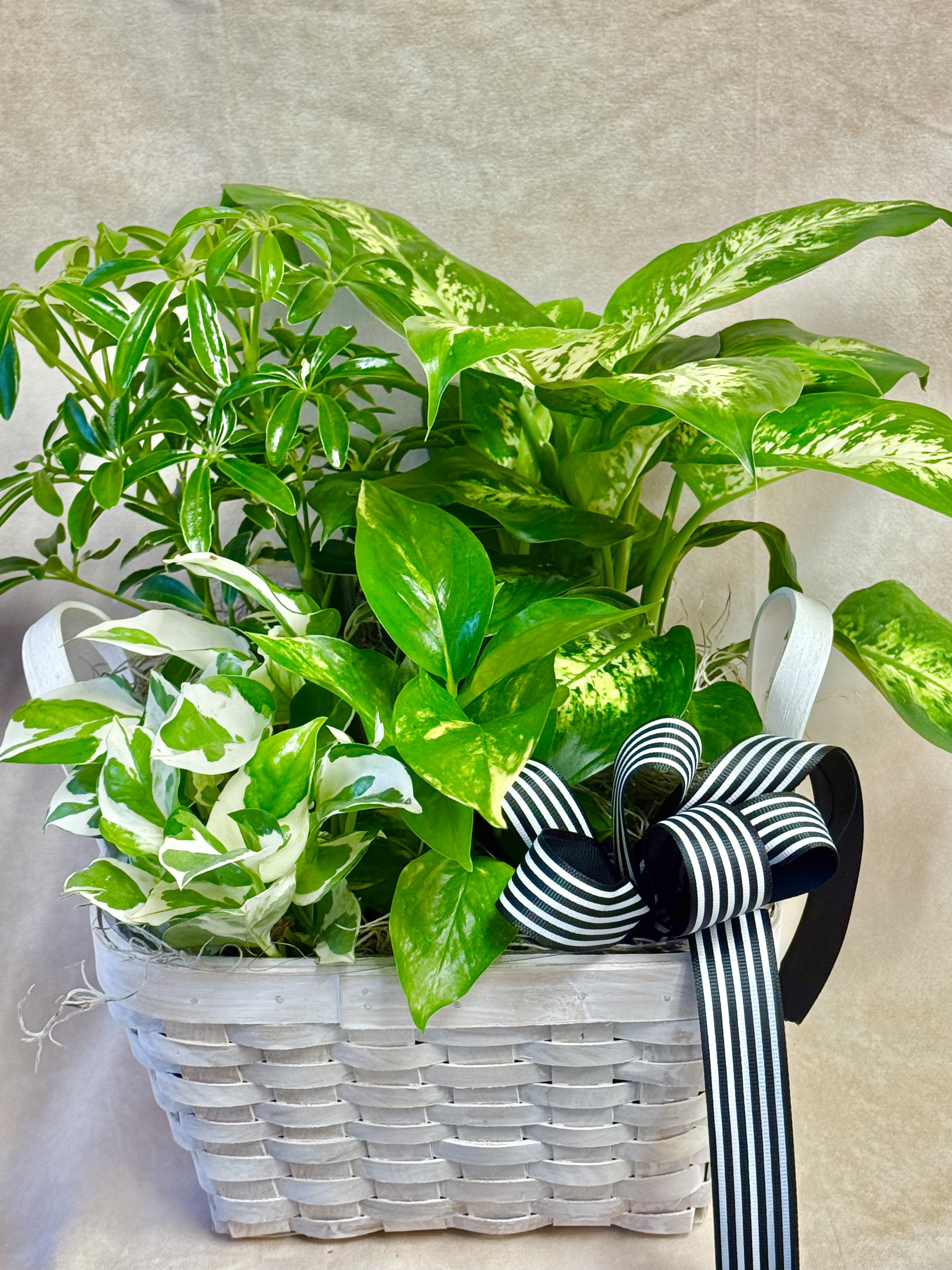 Petite basket of plants - This basket of plants is a great size for a coffee table, end table or when you just want to send &quot;a little something&quot;.  It is approximately 12&quot; wide by 14&quot; tall.  Plants may vary.