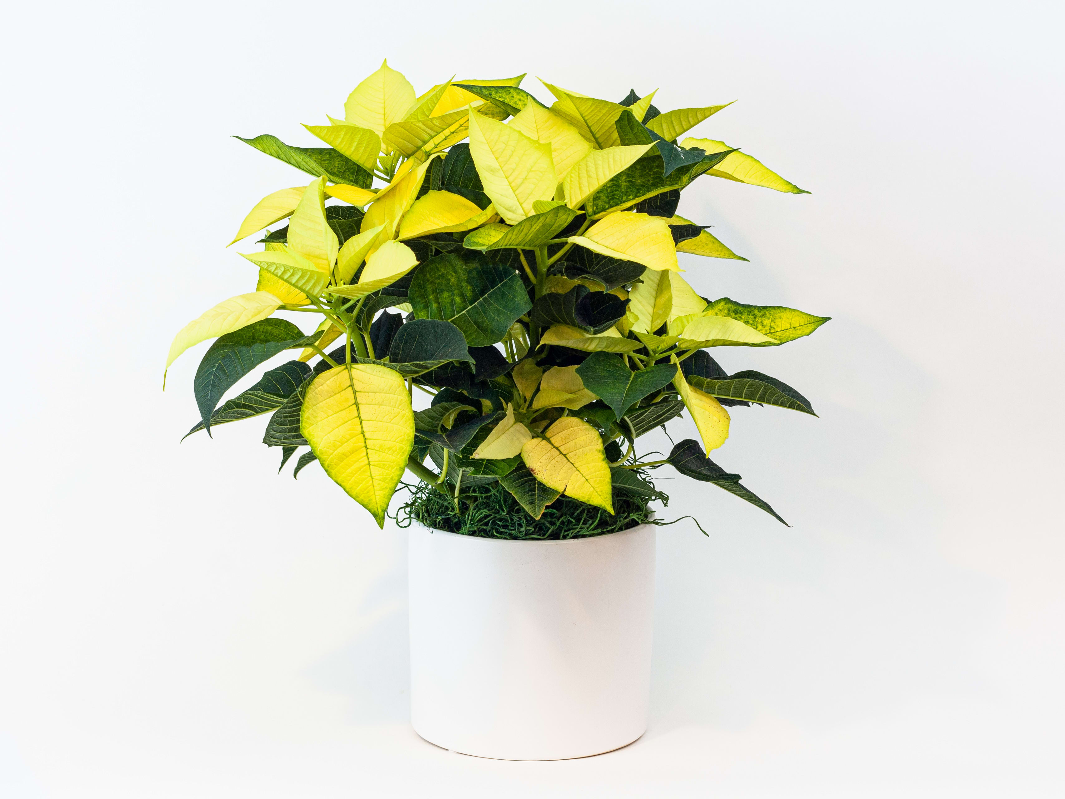 Ivory Poinsettia Plant - Pure Christmas. The most festive plant to deliver for Christmas, our beautiful ivory and green poinsettia gift is super popular. Displayed in a white pot, this beautiful fresh poinsettia plant will bring cheer into the home or office. It’s also great value, lasting much longer than cut flowers, extending the joy of Christmas well into the new year. Poinsettias are easy to care for, but as they have tropical origins, it’s important to make sure you follow some simple tips to care for your plant. Light: Place in bright, indirect sunlight. They don’t like chilly windows or being near a cold draft. Water: Keep the soil moist. If the soil feels dry to the touch, it’s time for water. Be careful not to flood them though, as their roots can rot. Humidity: Appreciate humidity. Temperatures: 60º to 70º F. Repotting: At the beginning of June, prune back the plants so they're only about six inches tall, and repot them in a slightly larger container with fresh potting soil.  Fertilization: From June, feed them about once a month with half-strength, balanced liquid fertilizer. Handling: Poinsettias have a milky, sticky sap that can irritate the skin and eyes, especially for people with latex allergies. It's a good idea to wear gloves when handling and wash off any sap that gets on your skin right away.