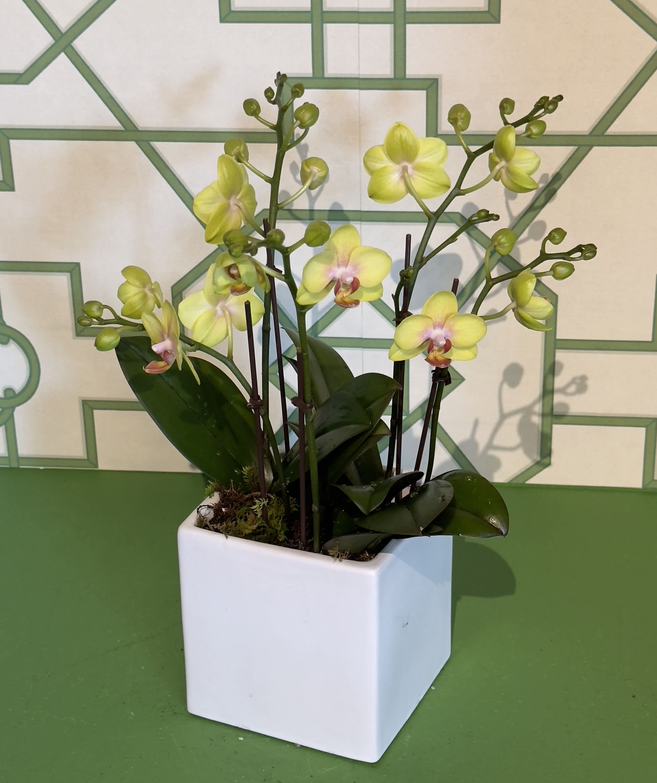 Seasonal Yellow Mini Orchids - White ceramic pot filled with 3 beautiful yellow double stem mini orchids.  *color &amp; pot may vary*  
