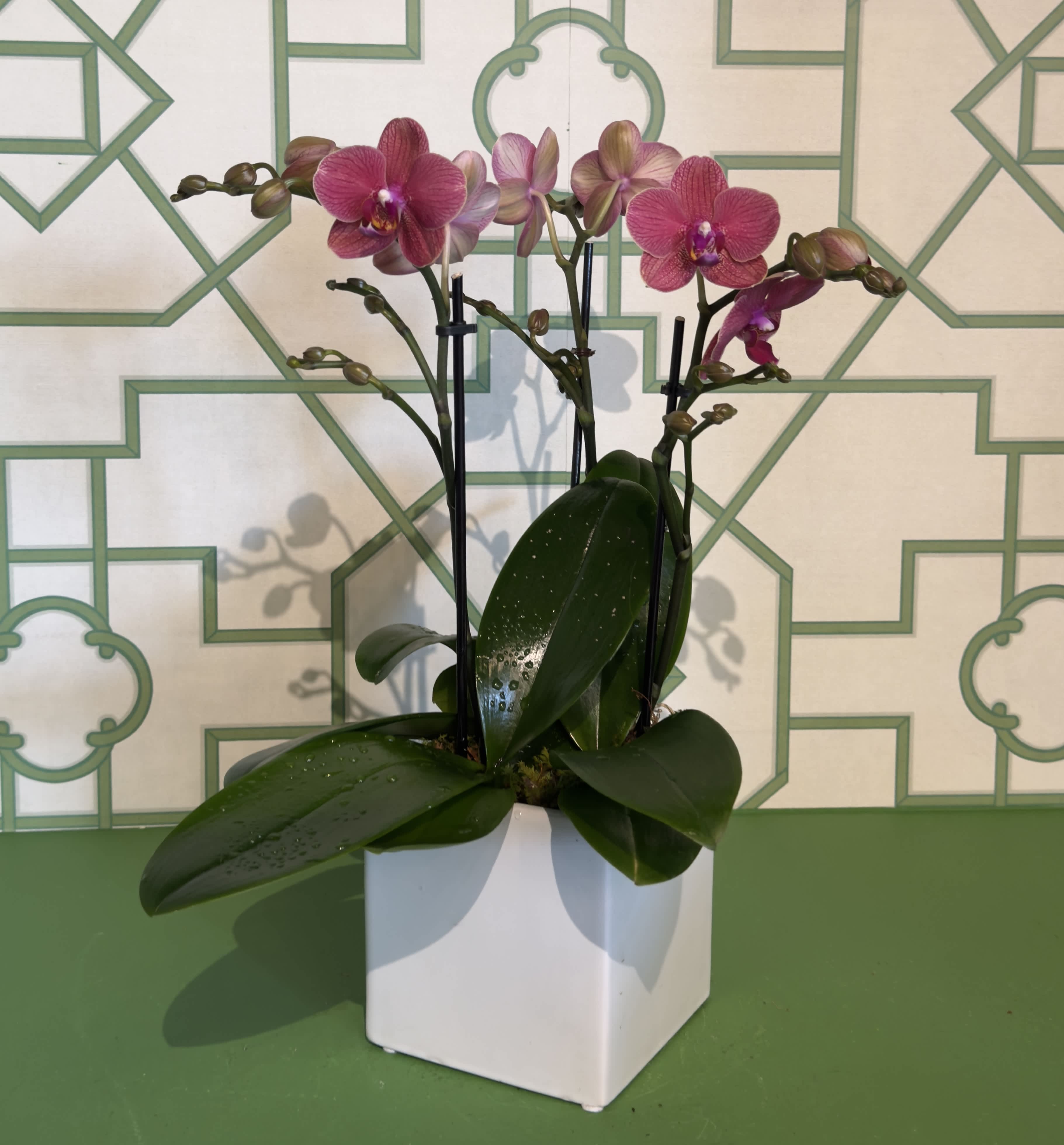 Seasonal Magenta Mini Orchids - White ceramic pot filled with 3 beautiful magenta mini orchids.  *color &amp; pot may vary*