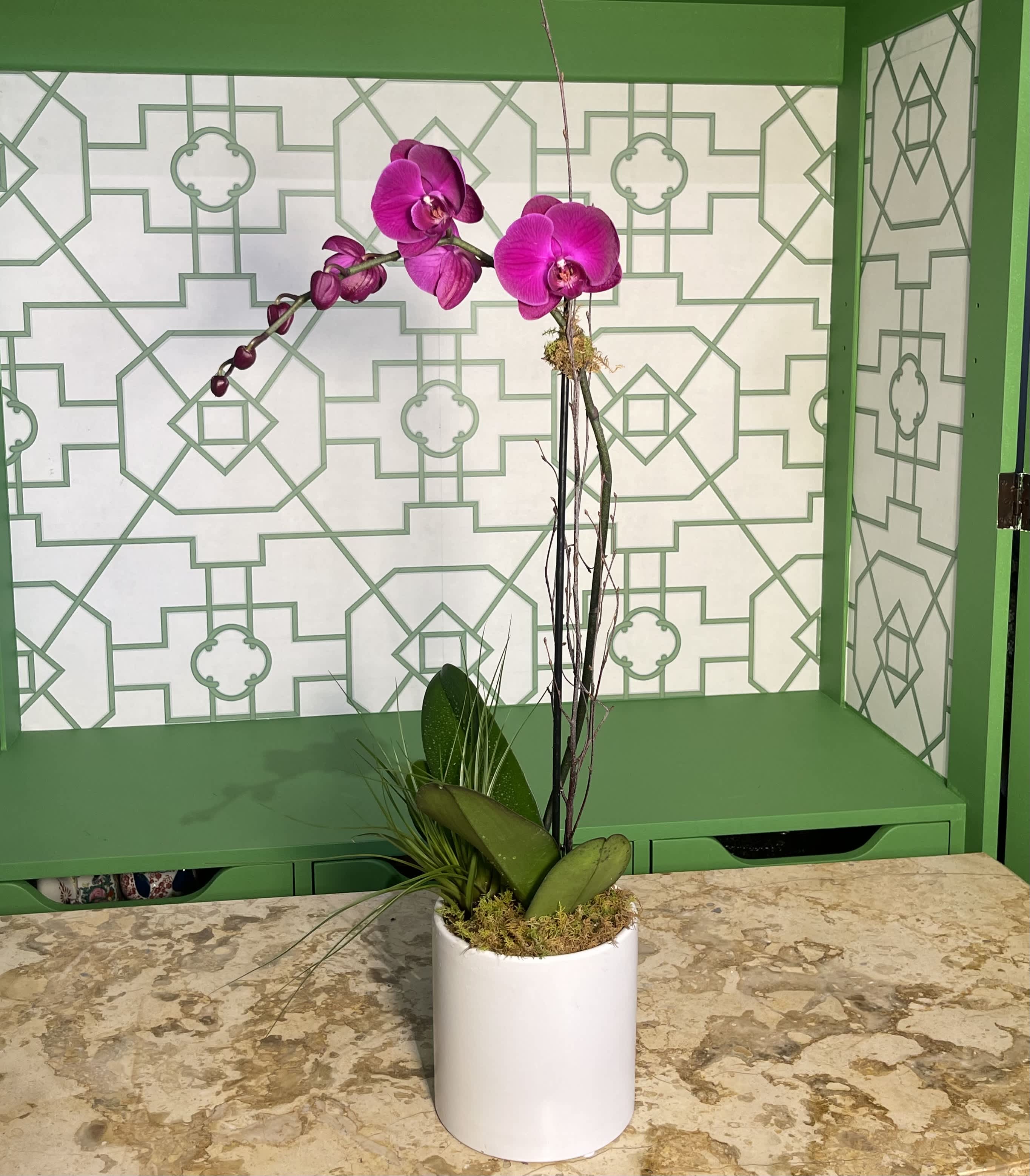 Single Purple Phalaenopsis Orchids - This elegant single purple Phalaenopsis orchid is beautifully presented in a sleek ceramic container, exuding grace and sophistication. The rich, vibrant purple blooms are the perfect touch of color, making this arrangement ideal for any occasion—whether as a thoughtful gift or a refined addition to your home or office. Simple yet stunning, this orchid will bring beauty and tranquility to any space.  Please note: Orchid color and container shape may vary based on availability, ensuring each piece is one of a kind.  Orchid Care Instructions: To keep your Phalaenopsis orchid looking its best, water it moderately every other week using a spray bottle. Dampening the soil is sufficient—be sure not to overwater. Place your orchid in a spot with bright, indirect light, and avoid direct sunlight or exposure to air conditioning. With proper care, your orchid will continue to bloom and add beauty to your space for a long time.