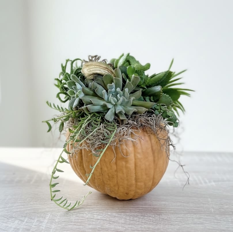 Succulent Pumpkin - A fresh uncut pumpkin with succulents glued to the top. This is long lasting and can be misted every 3-4 weeks until you’re ready to replant the succulents. Makes for a cute autumn gift! 