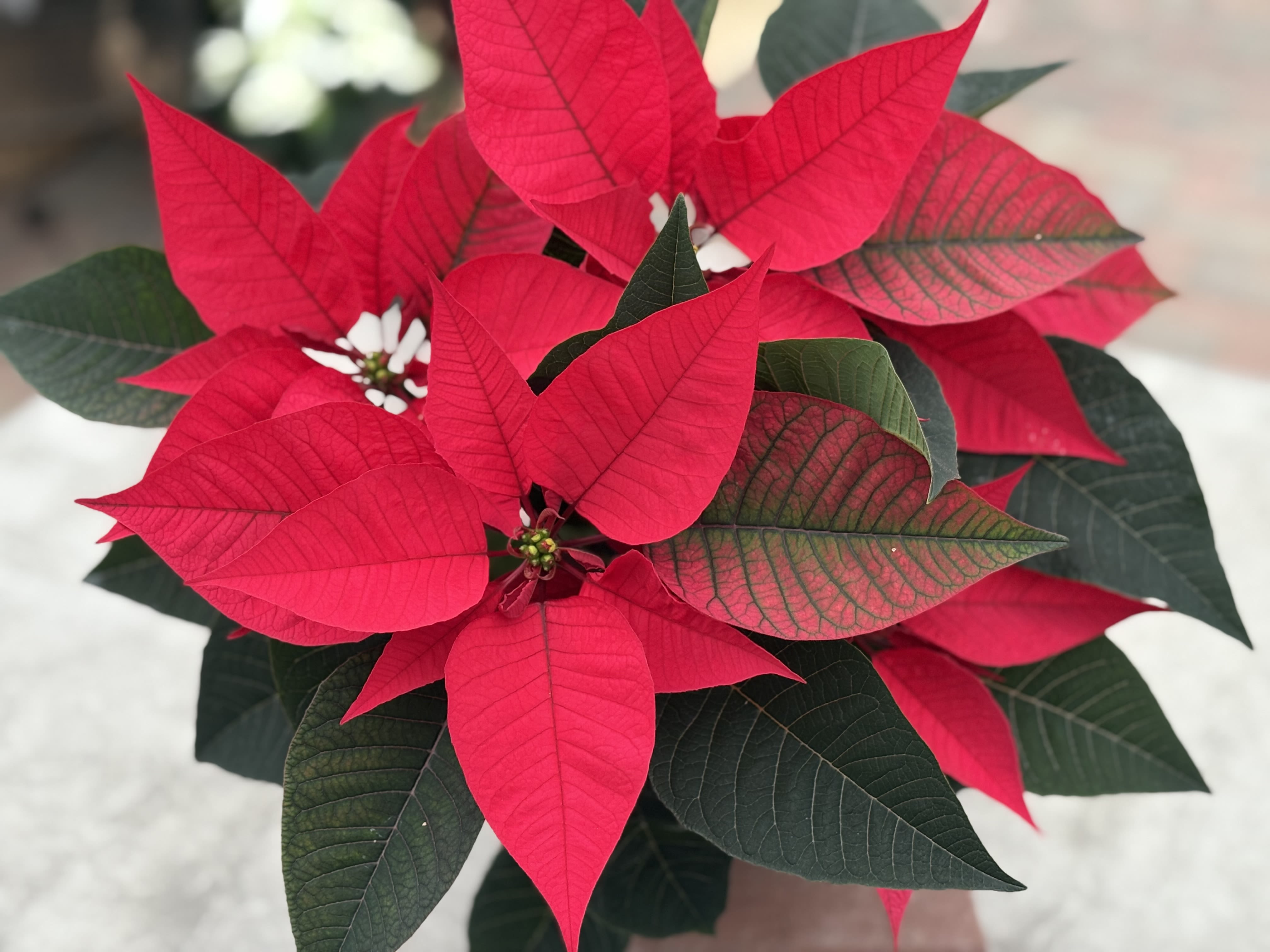 Poinsettia Carina Hot Pink - Hot pink bracts on a compact, V-shaped habit.