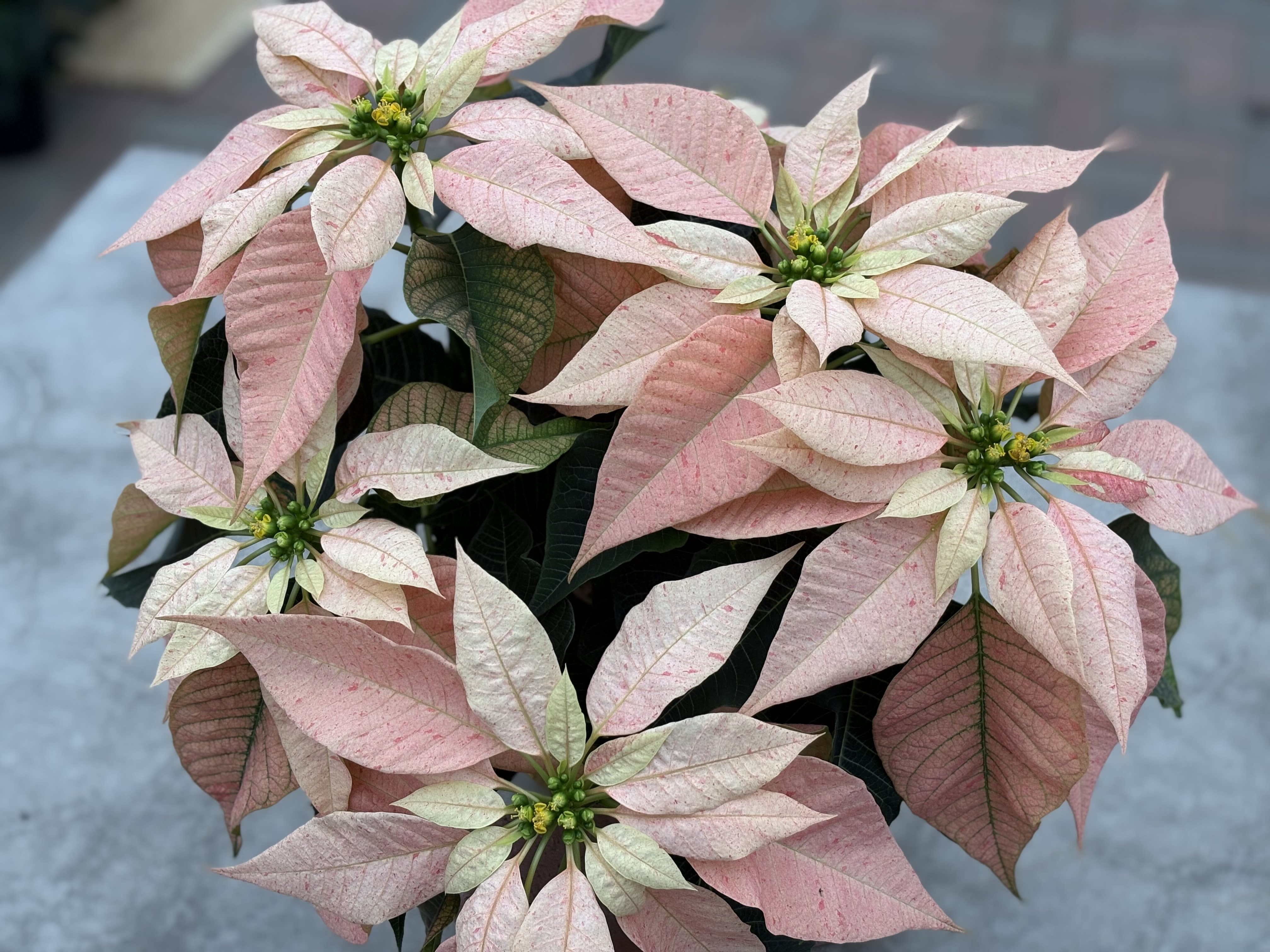 Poinsettia Giulia - Poinsettia perfection. This poinsettia gives a beautiful display of color.