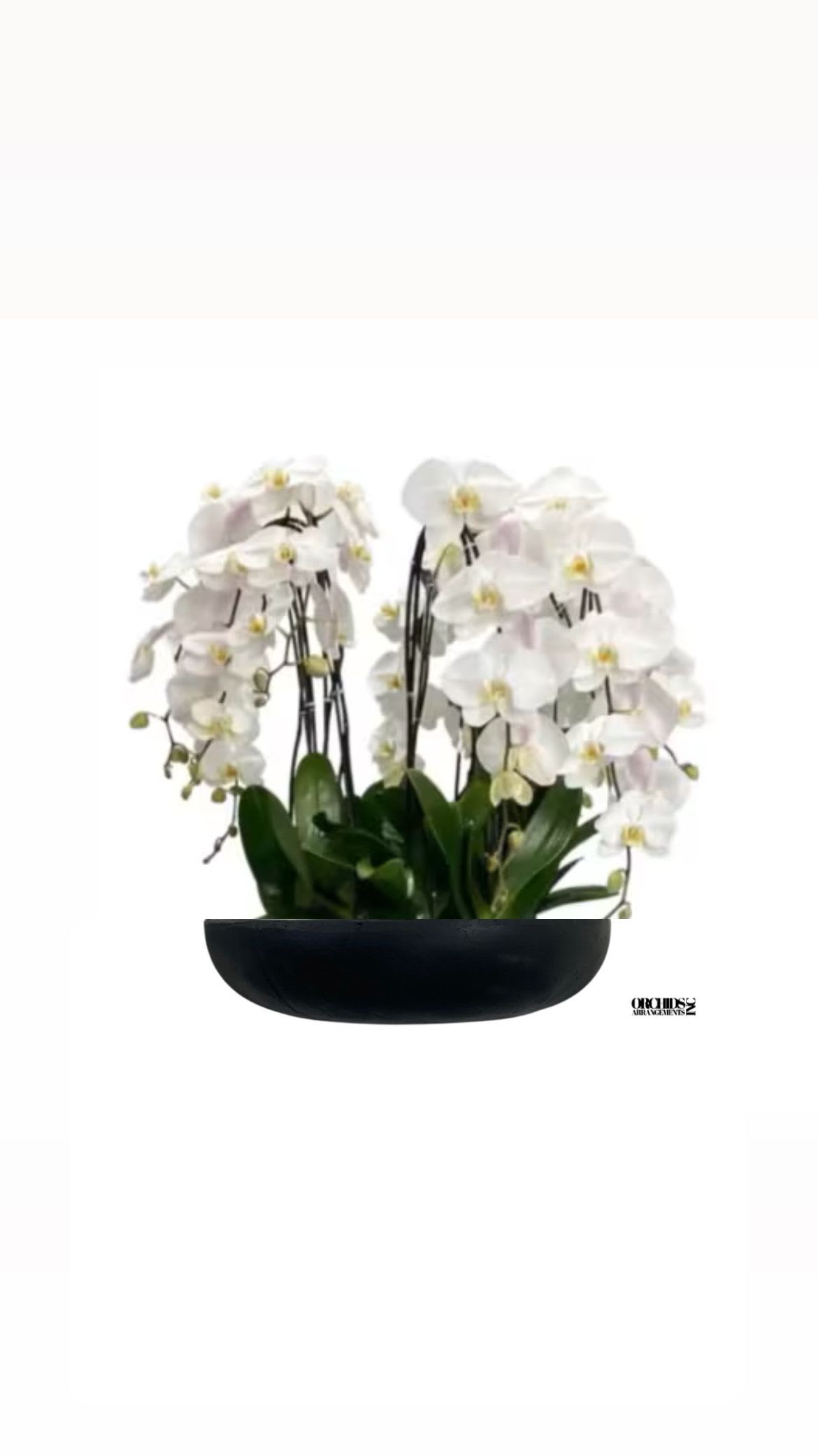 White Orchids Same Day Flower - A high quality Sixteen white flower orchid arrangement with a vase 20&quot; D X 4&quot; T. An orchid arrangement deliver for any occasion design with fresh natural real beautiful Phalaenopsis cascade orchid plant minimalist decor.
