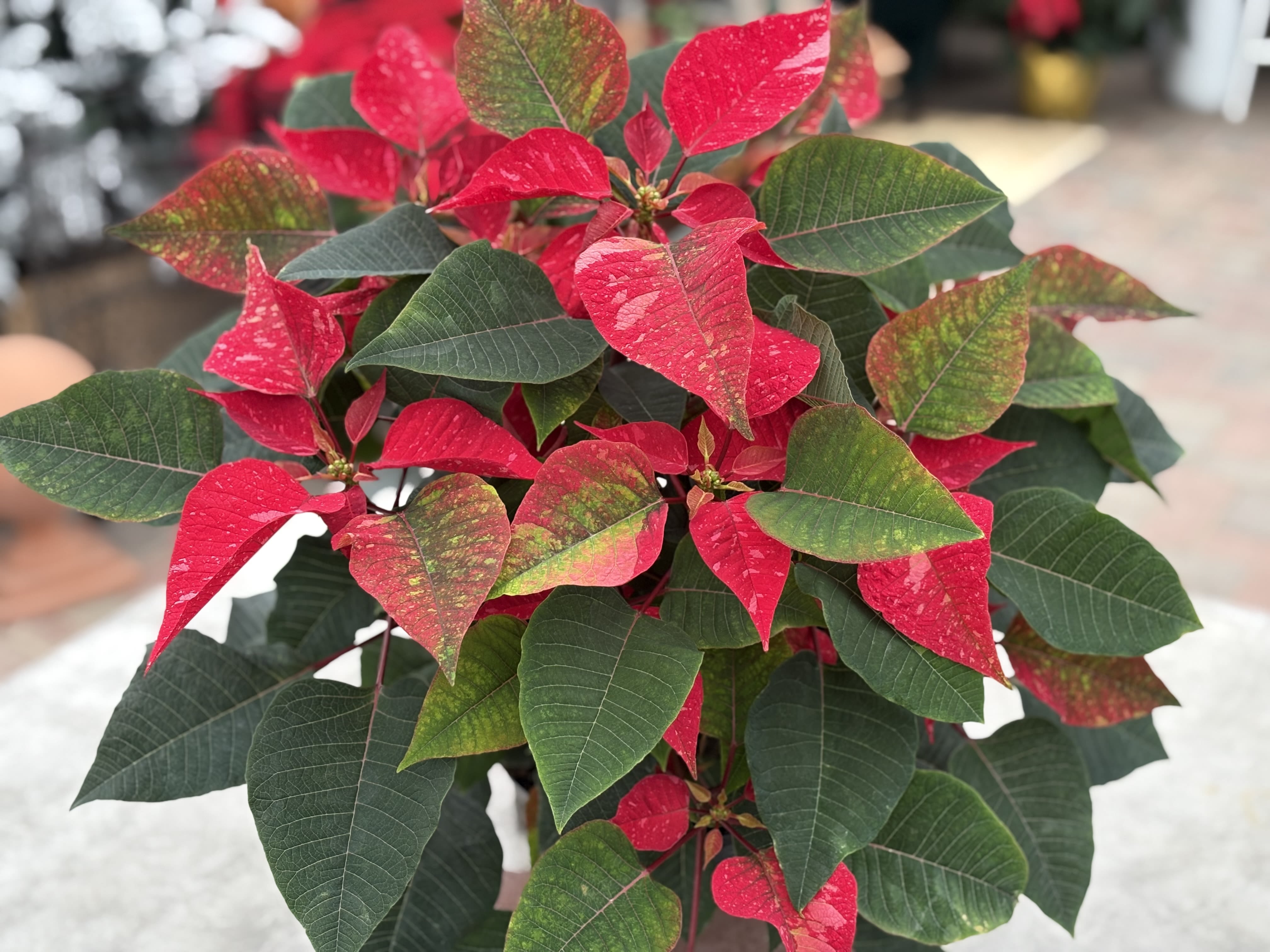 Poinsettia Jubilee Jingle Bells - Dark pink splotches on medium red bracts. 