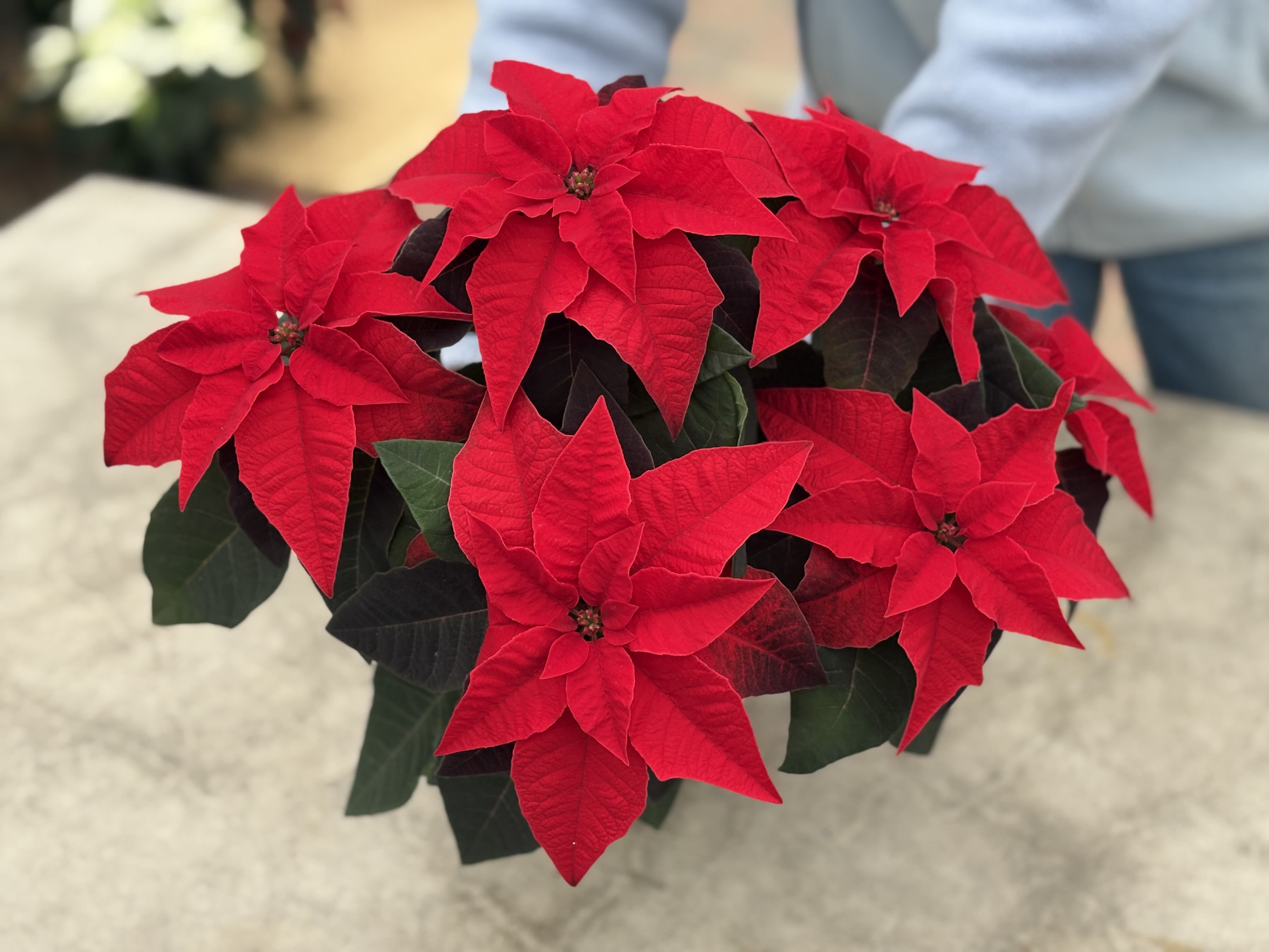 Poinsettia Princettia Pure Red - Classic red with smaller bracts. 