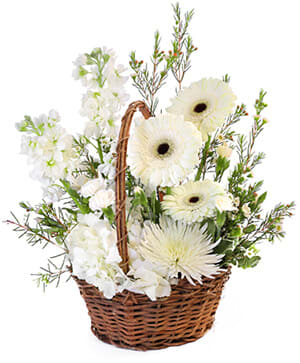 Pristine White Basket - This beautiful sympathy arrangement is presented in a charming basket, offering a heartfelt gesture during a difficult time. The lush greens of variegated pittosporum provide a soothing backdrop, enhancing the overall serenity of the bouquet. Three cheerful white gerberas, with their classic beauty, symbolize purity and innocence, while two stems of white stock and two stems of white mini carnations add layers of softness and compassion. A single stem of white hydrangea lends an air of grace, complemented by the striking presence of a white spider mum. Finished with delicate sprigs of white waxflower, this arrangement serves as a lovely tribute, conveying your deepest condolences and support to those in mourning.
