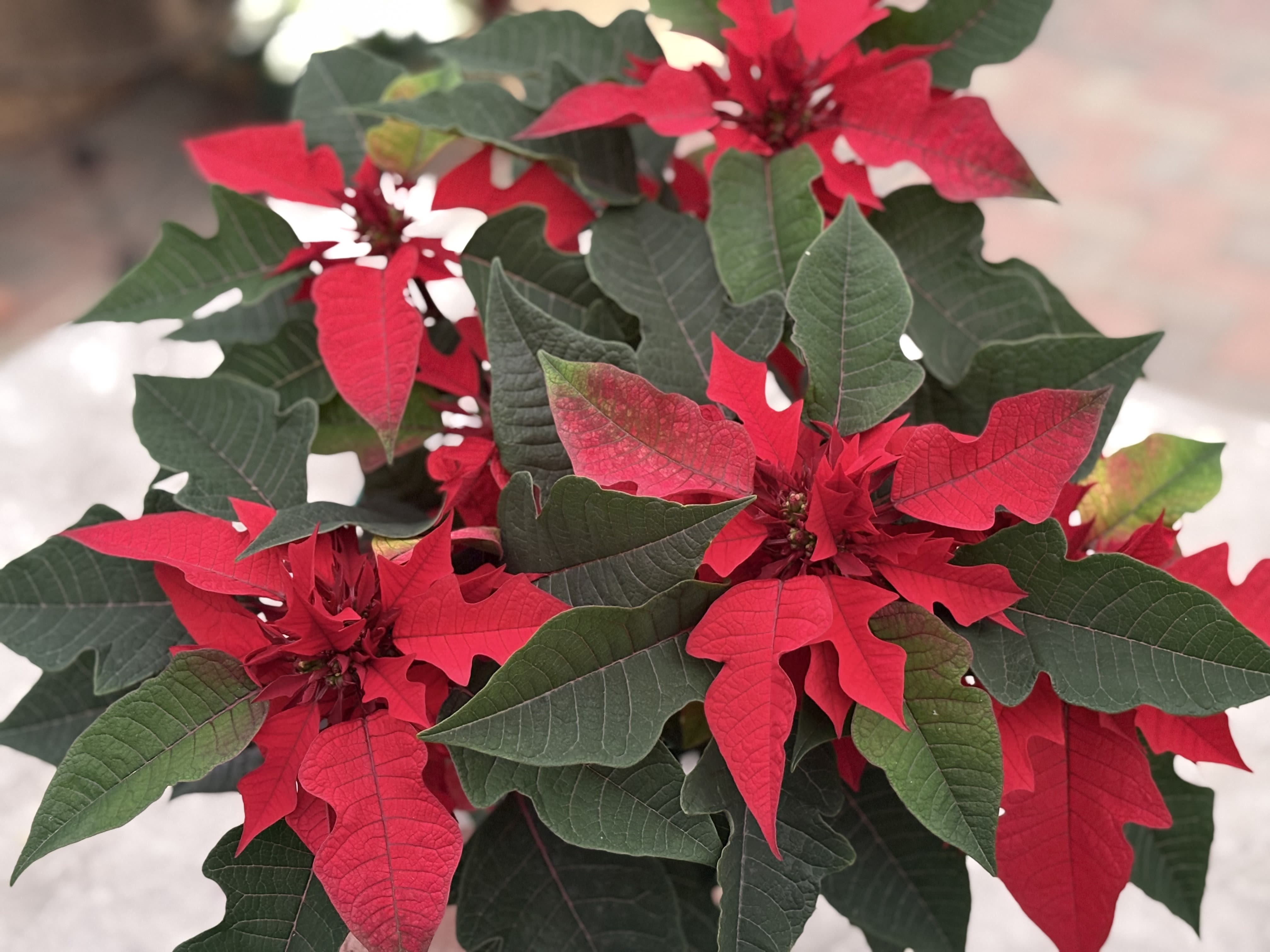 Poinsettia- Ribbons - Red poinsettia with jagged edged bracts