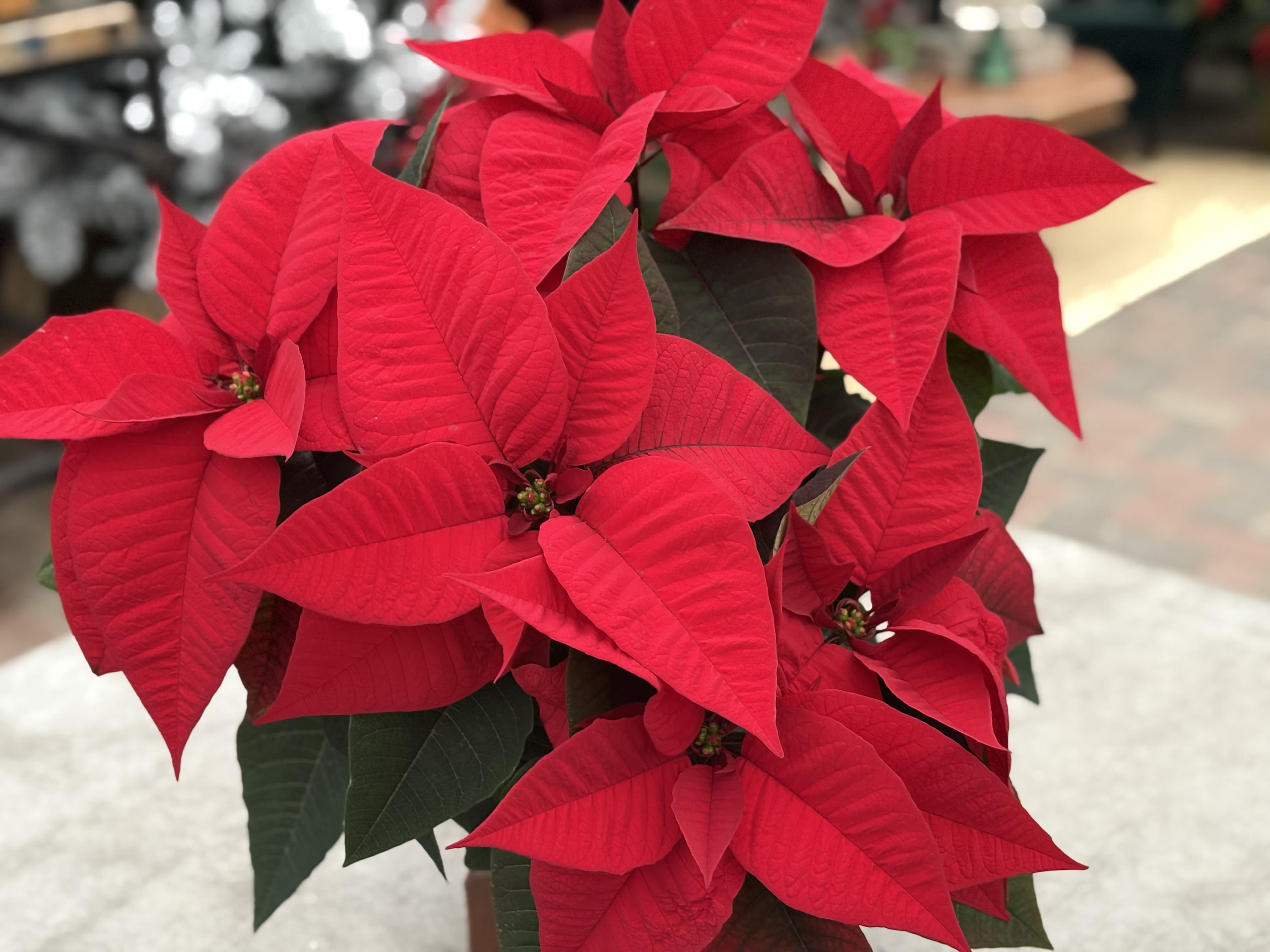 Poinsettia Red Traditional  - Traditional red poinsettia. Available in 6.5&quot; ($29.95), 8&quot; ($39.95), or 10&quot; ($49.95)