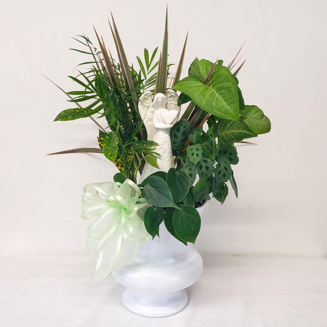 Angel Heart Planter - Beautiful keepsake porcelain angel in an extra large designer container - filled with live plant assortment. Plant varieties and blooming plant colors vary. Finely detailed angel is 10 inches tall. Includes hand tied bow. If you have a ribbon color reference, please let us know in the Florist Instructions box during checkout. 