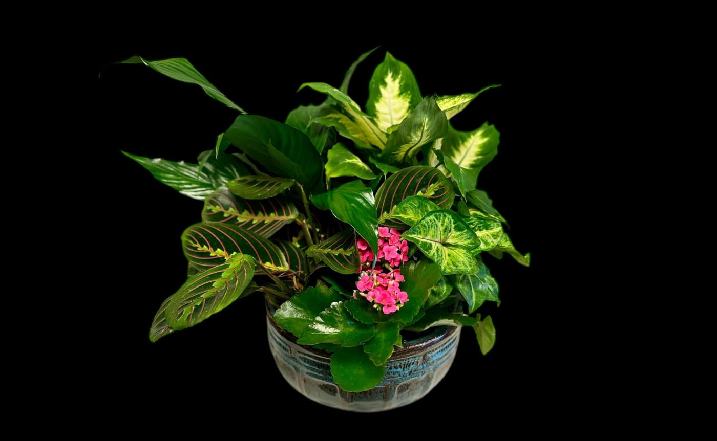 Plant Haven (Plants and container vary) - A lush blend of vibrant greenery and blooming beauty, our Plant Haven is a peaceful oasis in one elegant arrangement. Designed with a mix of hardy indoor plants and seasonal accents, this garden-style piece brings lasting freshness to any room. Presented in a decorative container, it makes a thoughtful gift for sympathy, celebration, or everyday encouragement.  Please note: Plant varieties and containers may vary based on availability, ensuring each Plant Haven is unique and full of charm.