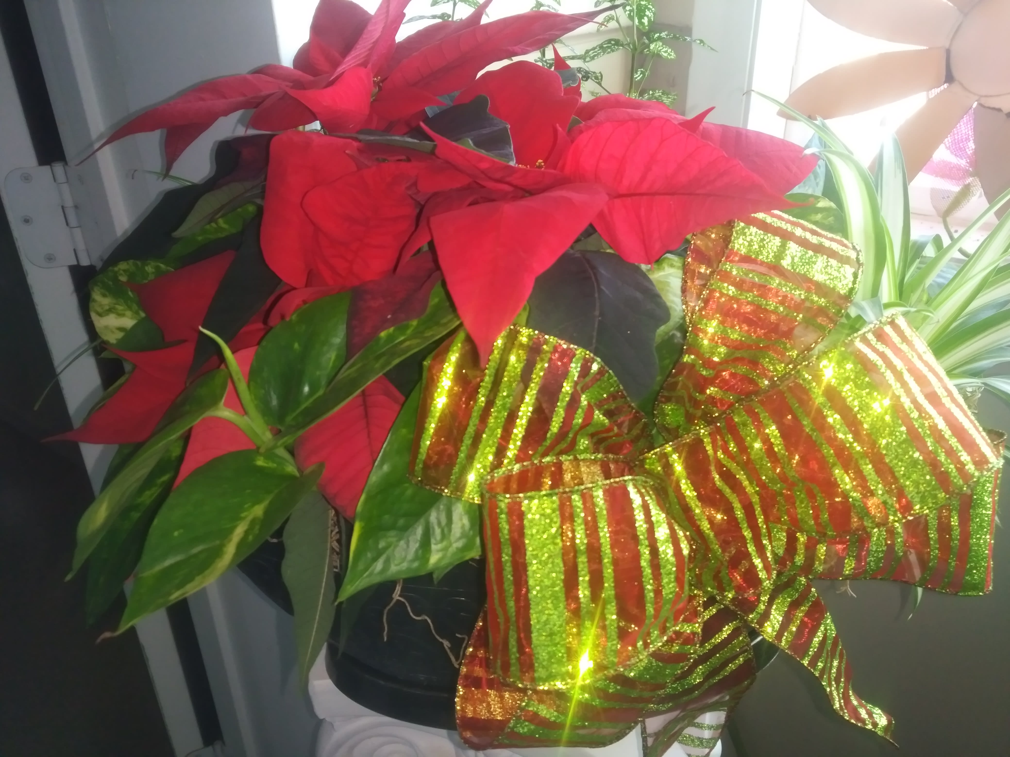 Christmas Celebration Planter - A beautiful oblong planter with poinsettia and various green plants, bow included