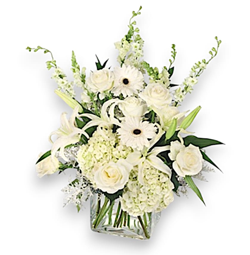 Pure Elegance - This stunning sympathy arrangement is beautifully presented in a sleek square glass vase, symbolizing clarity and elegance during a difficult time. Nestled within a bed of lush foliage, including salal and dusty miller, this bouquet features two striking white hydrangeas that embody heartfelt emotions and remembrance. Three delicate white snapdragons rise gracefully, paired with three stems of pure white larkspur that evoke tranquility and peace. Two elegant white lilies add a touch of refinement, while five pristine white roses convey love and respect. Completing this serene collection are two charming white gerberas, symbolizing innocence and cheer. Together, these flowers create a heartfelt tribute, offering solace and support to those in mourning.