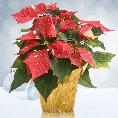 Large Poinsettia with Beautiful Handmade Bow - Festive poinsettia in a pot wth bow