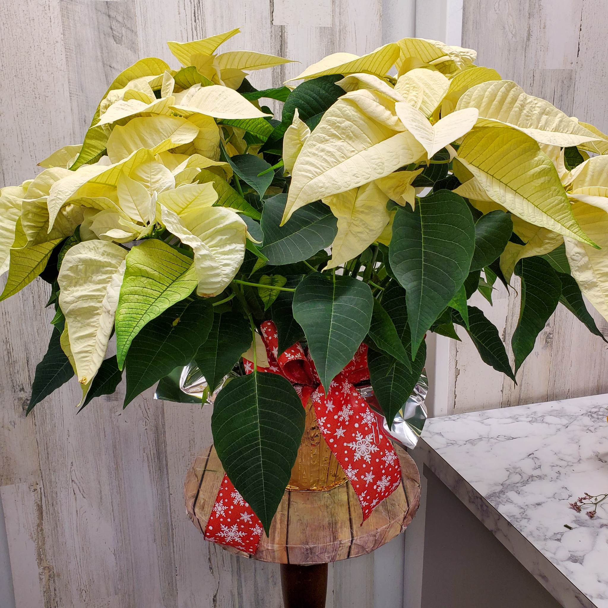 white 8 in 3 stem poinsetia - white xmas poinsettia