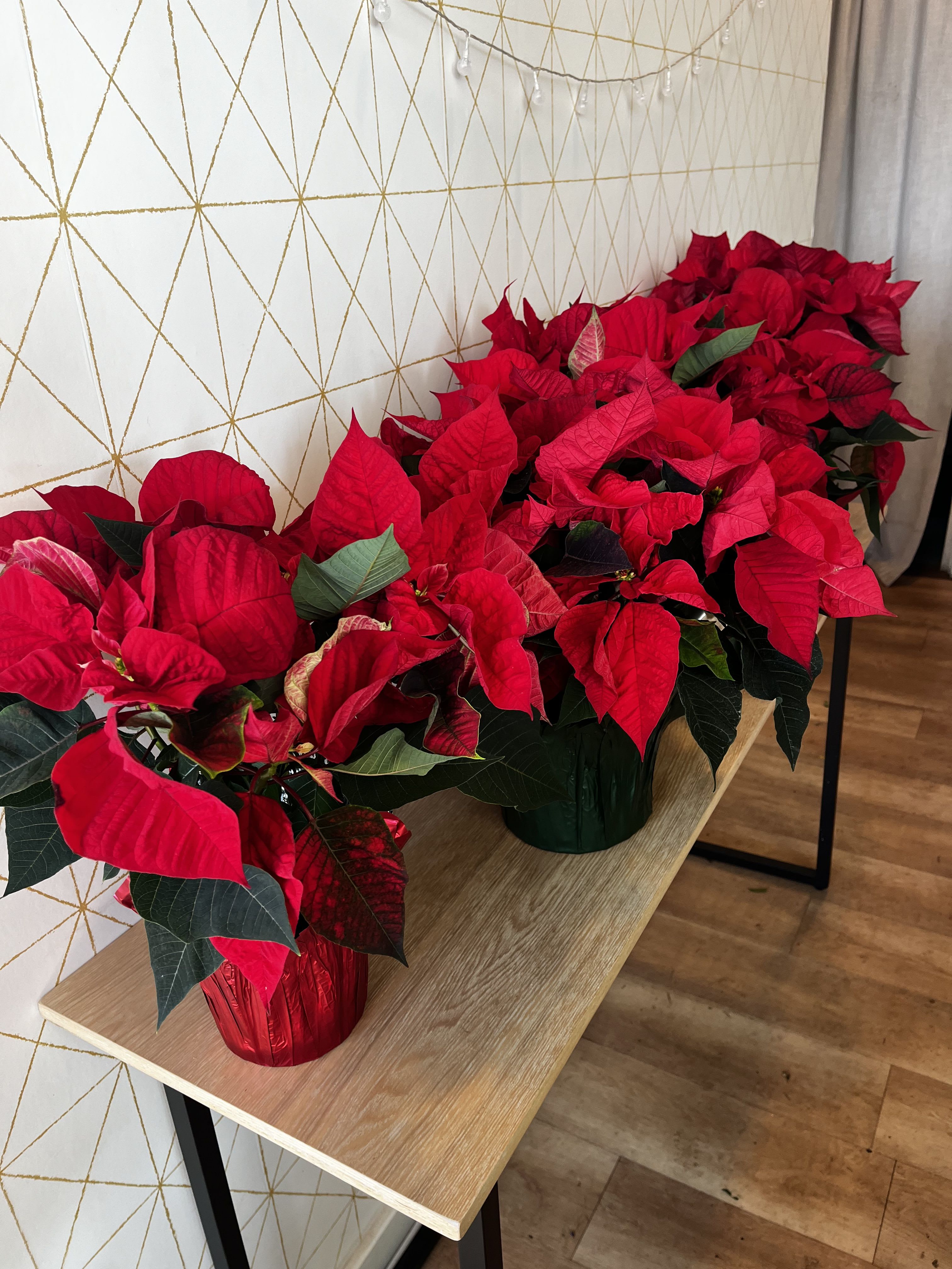 Poinsettia - Embellish your home with beautiful poinsettias or send to a friend to enjoy all season!     6 inch, 8 inch and 10 inch pots are available.