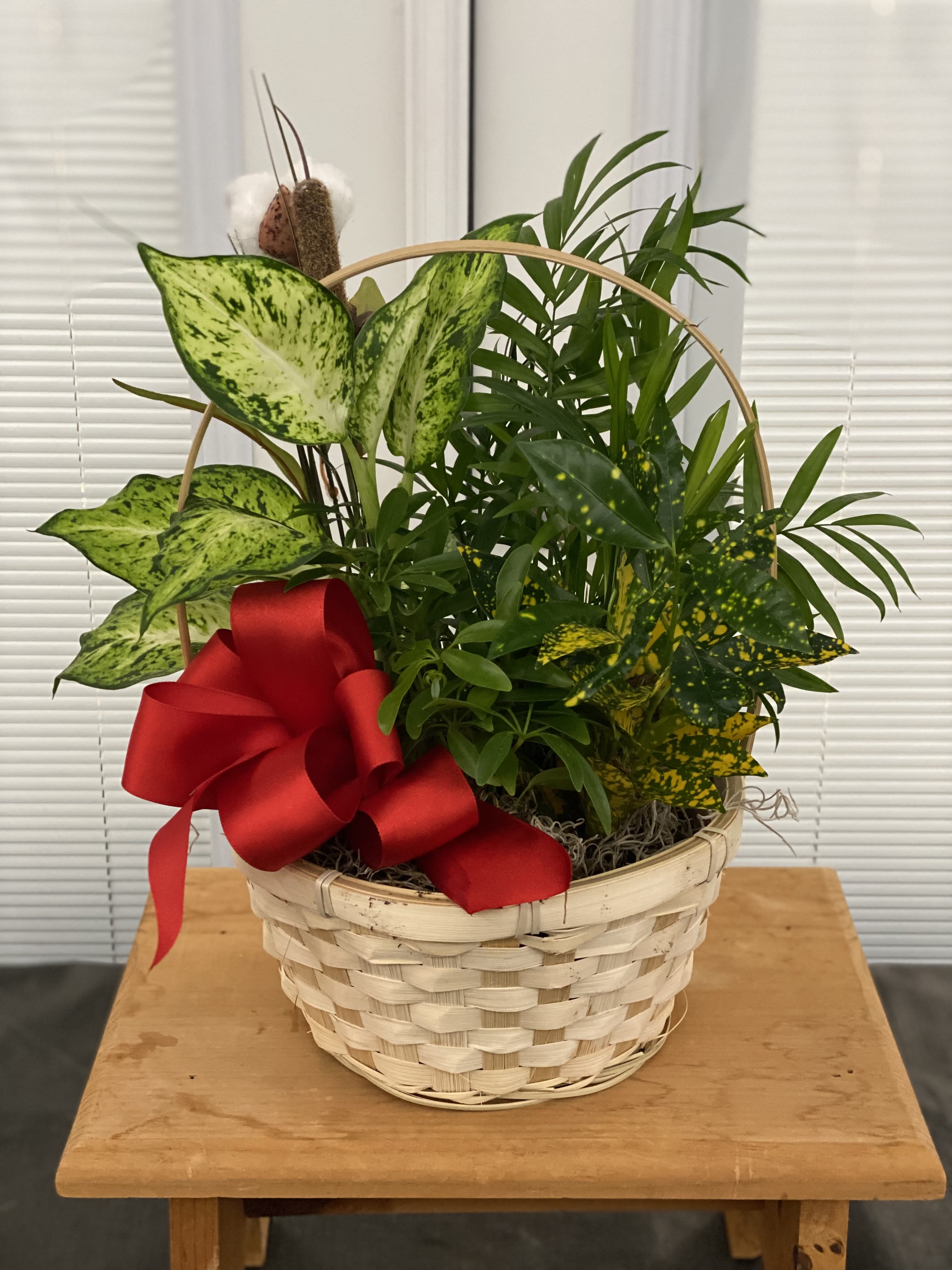 Dish Garden - 8", 10", 12" - Dish Garden - 8", 10", 12"