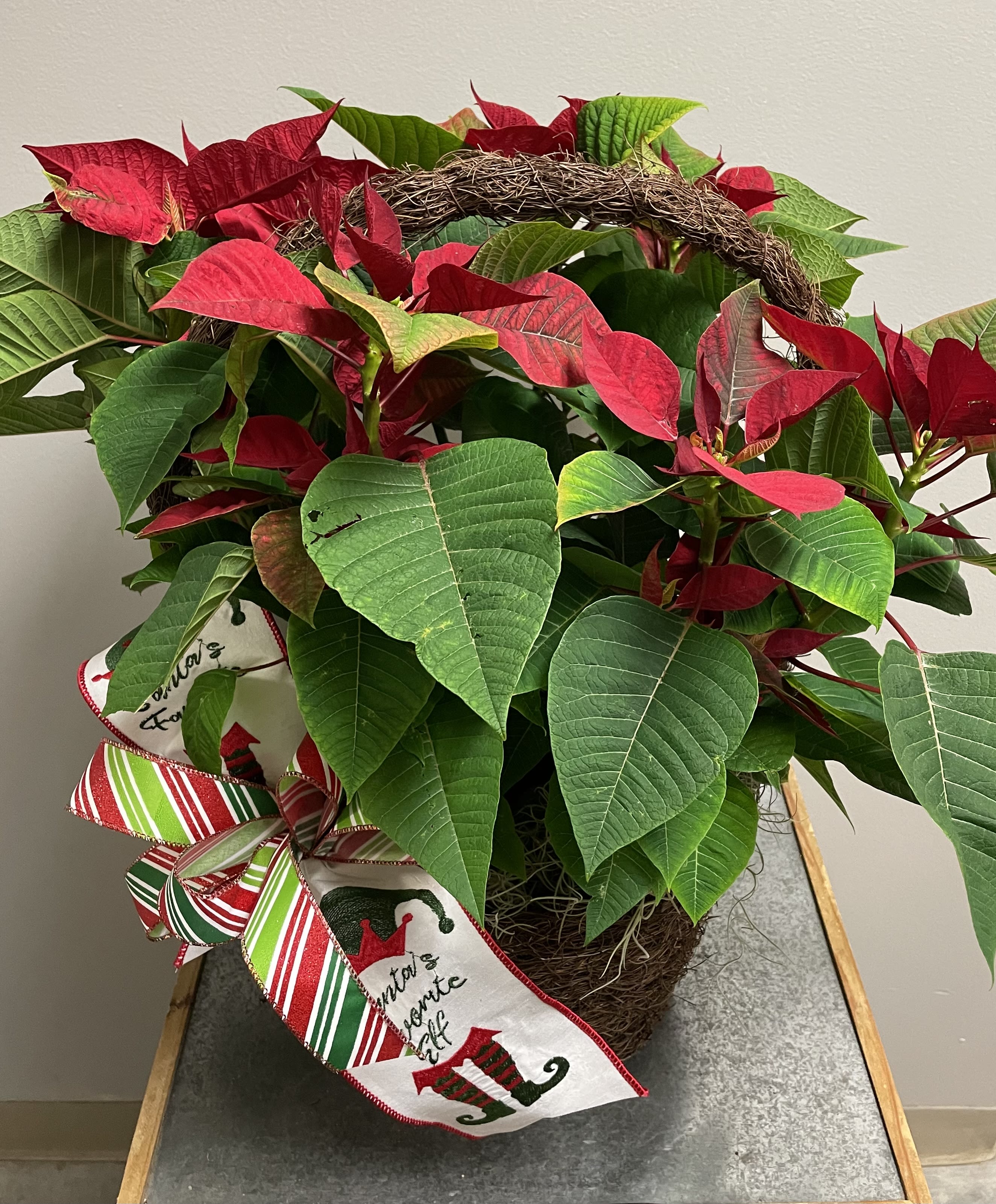 Festive Poinsettia Basket - Send some traditional Holiday cheer! This natural dark brown basket is filled with a bright, festive poinsettia. The bright pops of the whimsical ribbon helps reflect the bright and festive blooms.