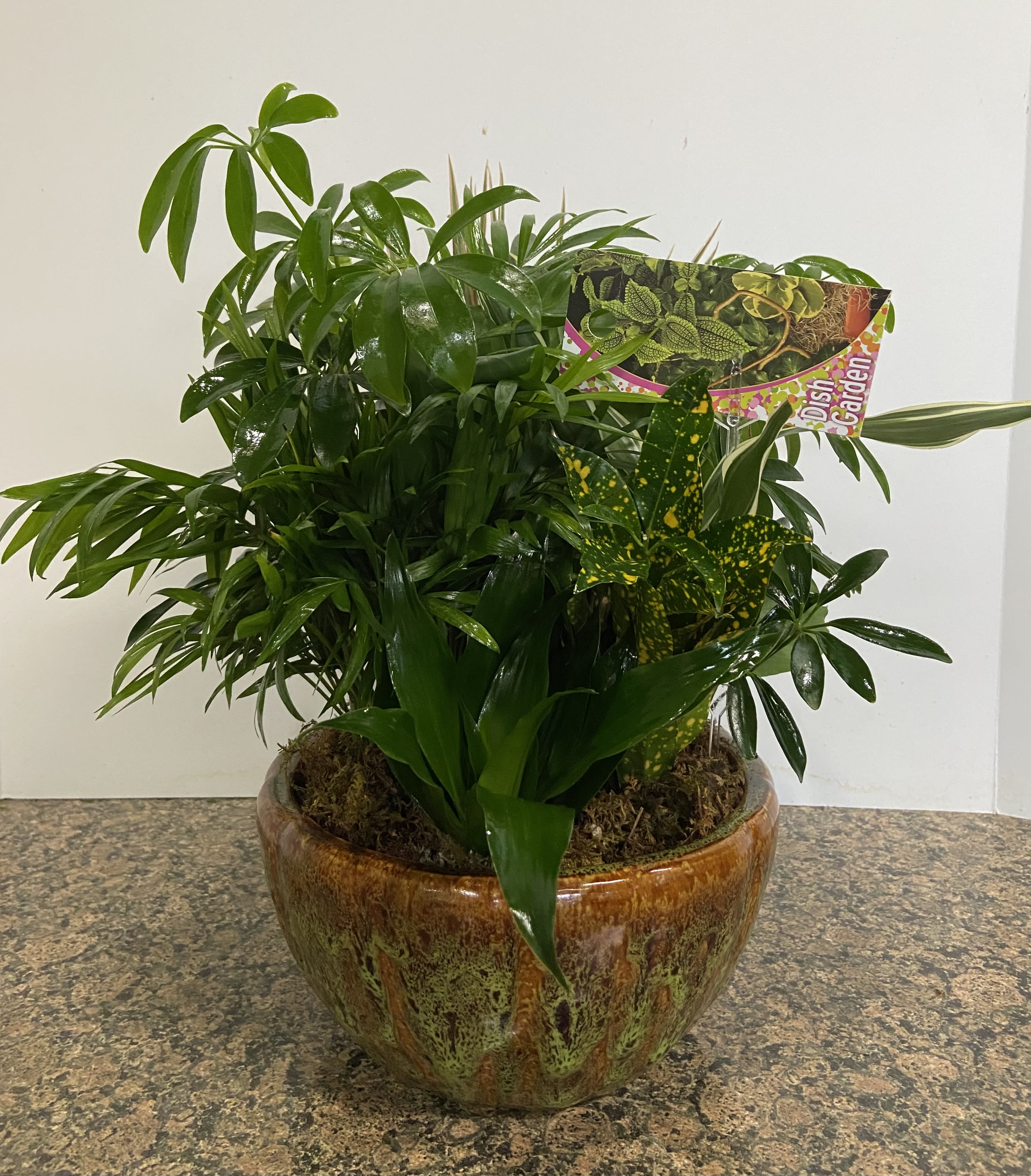 Live Dish Garden - A variety of live plants in a ceramic container. Plants and base may not be exact as pictured. 3 different sizes. Standard 8 inch base. Deluxe 10 inch base. Premium 12 inch base. 