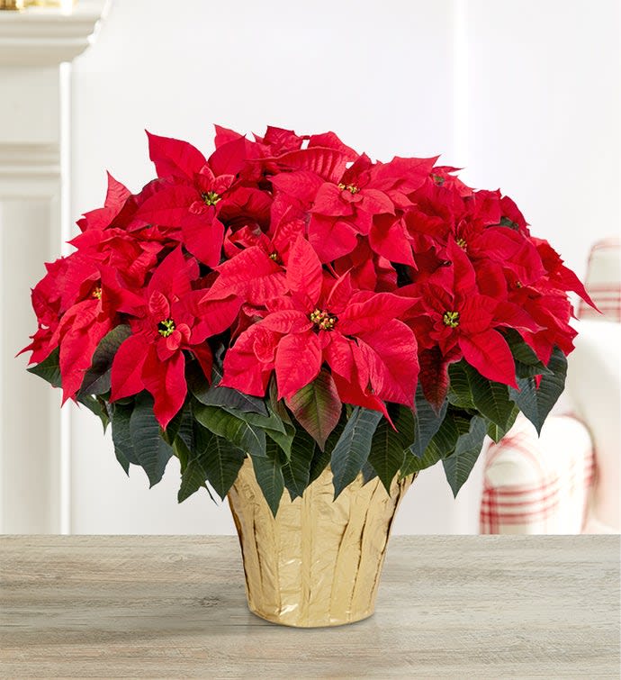 Red Holiday Poinsettia Floor Plant - Make a statement at all your holiday celebrations with our grand poinsettia floor plant. (Vase color available). This brightly colored favorite captures the joyful sentiment of the season in the most wonderful way.