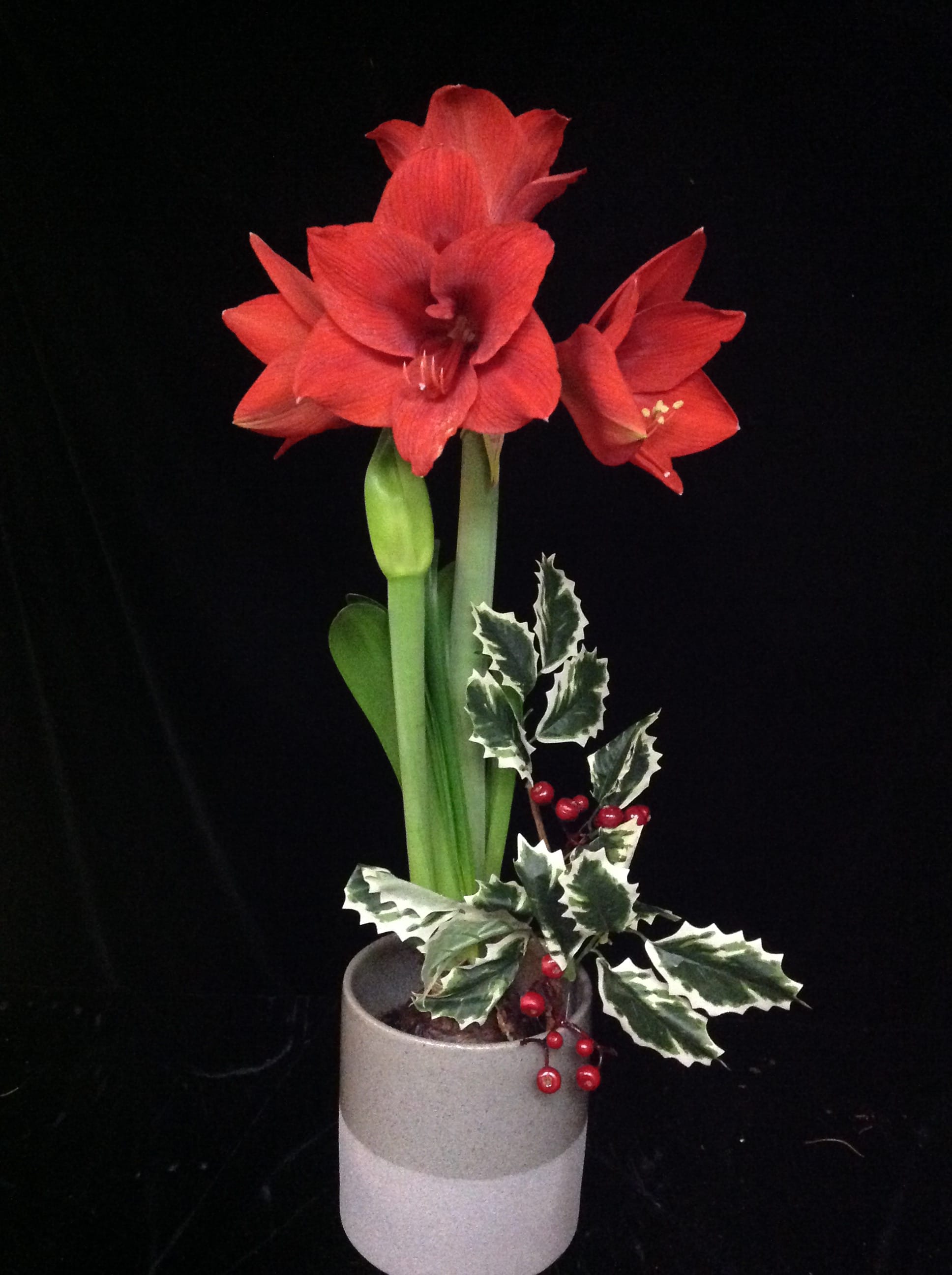 Ruby Amaryllis - Exquisite shade of red. A beautiful plant to ring in the holiday season
