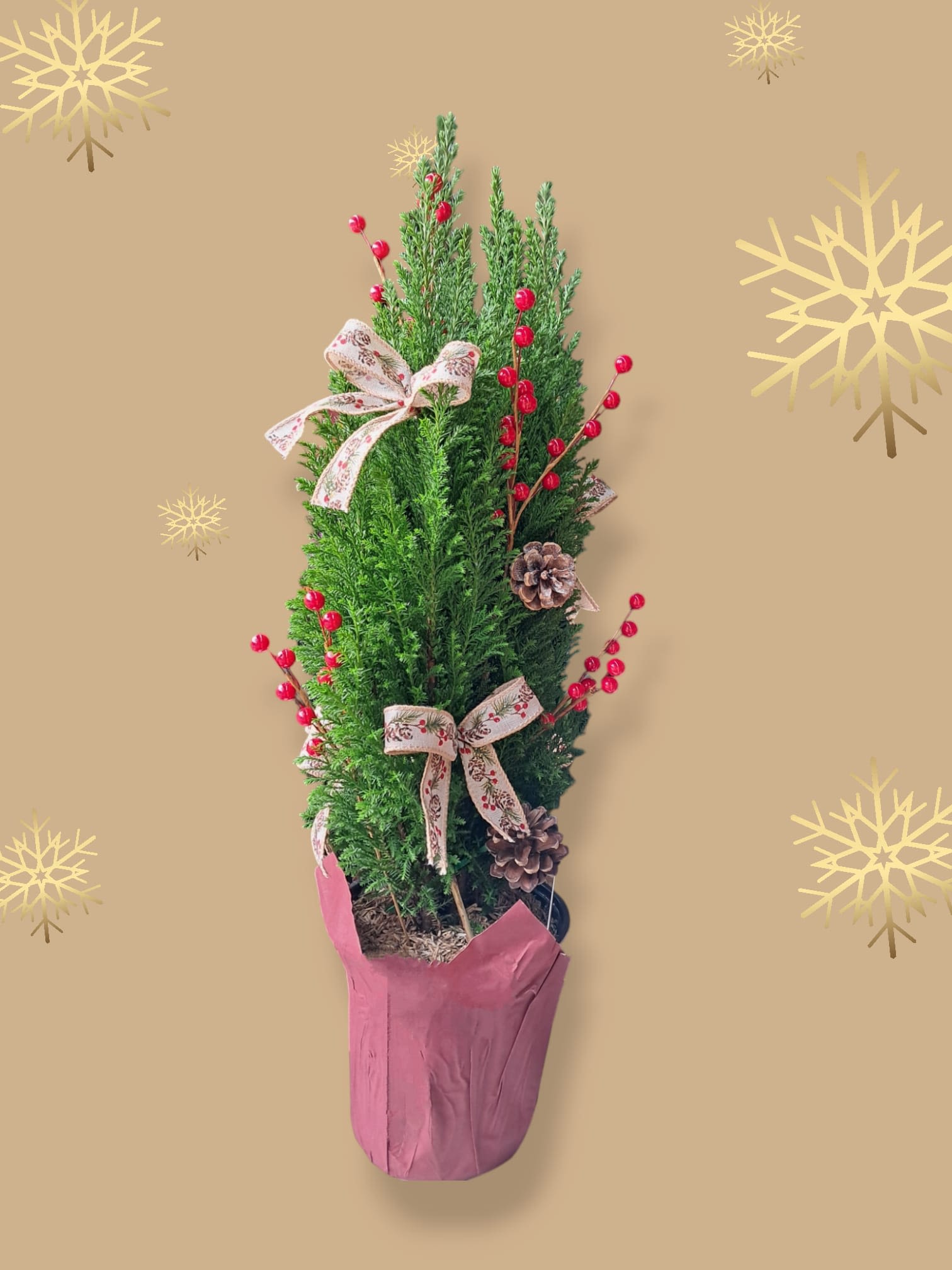 Jolly Tree - This fun small Christmas tree is decorated with small bows, artificial holly and pinecones.  6&quot; pot. The tree has a height of approximately 2 feet. 