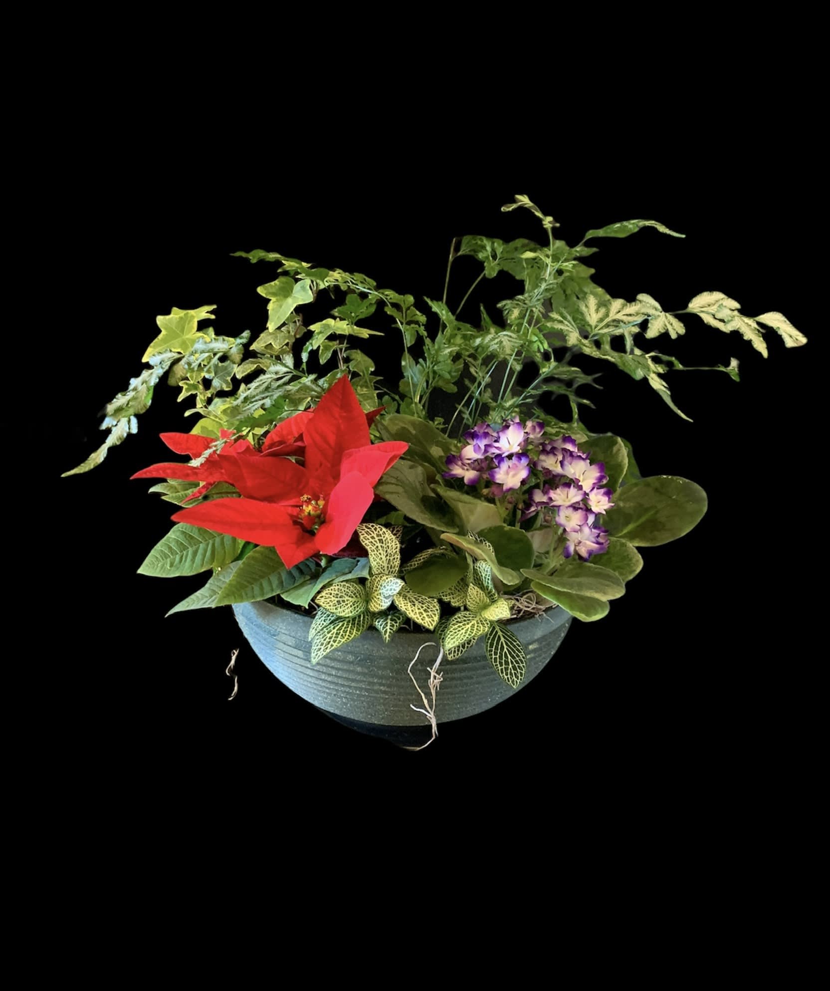 Holiday Blooming Garden - A Holiday version of our popular European Garden... a lush collection of blooming and green plants including mini poinsettias grown right here in Nashville.  Artfully gathered and planted in a lined embossed metal container or basket.  Varieties  and colors of blooming material will vary depending upon seasonal availability.  Appprox 14x14x7