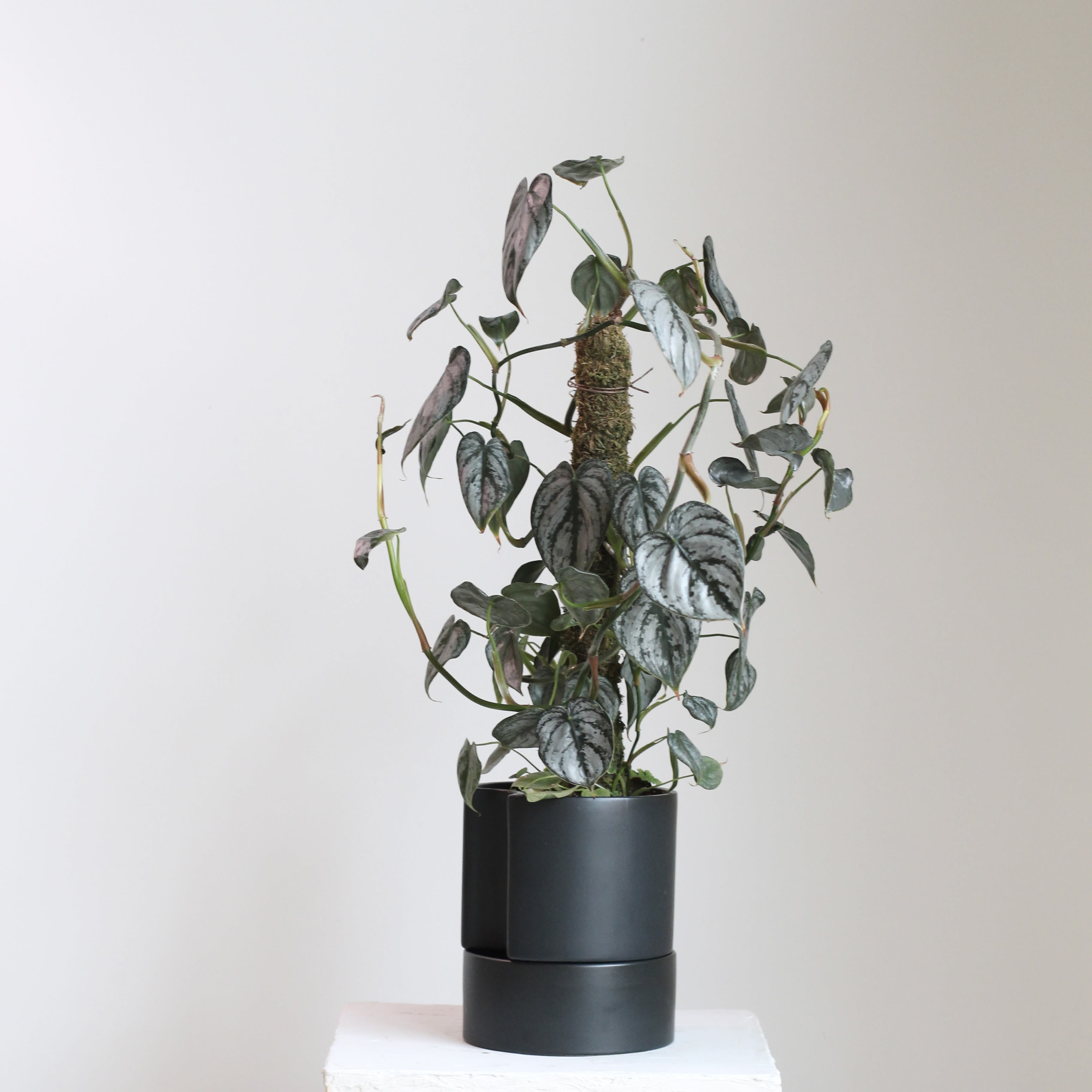Silver Satin Pothos on Moss Pole in Self Watering Pot - This Silver Satin Pothos climbs gracefully up a moss pole, showing off its velvety, silver speckled leaves. Housed in a self-watering pot, it’s as low maintenance as it is beautiful. Perfect for adding lush, trailing texture to your space without the guesswork. 