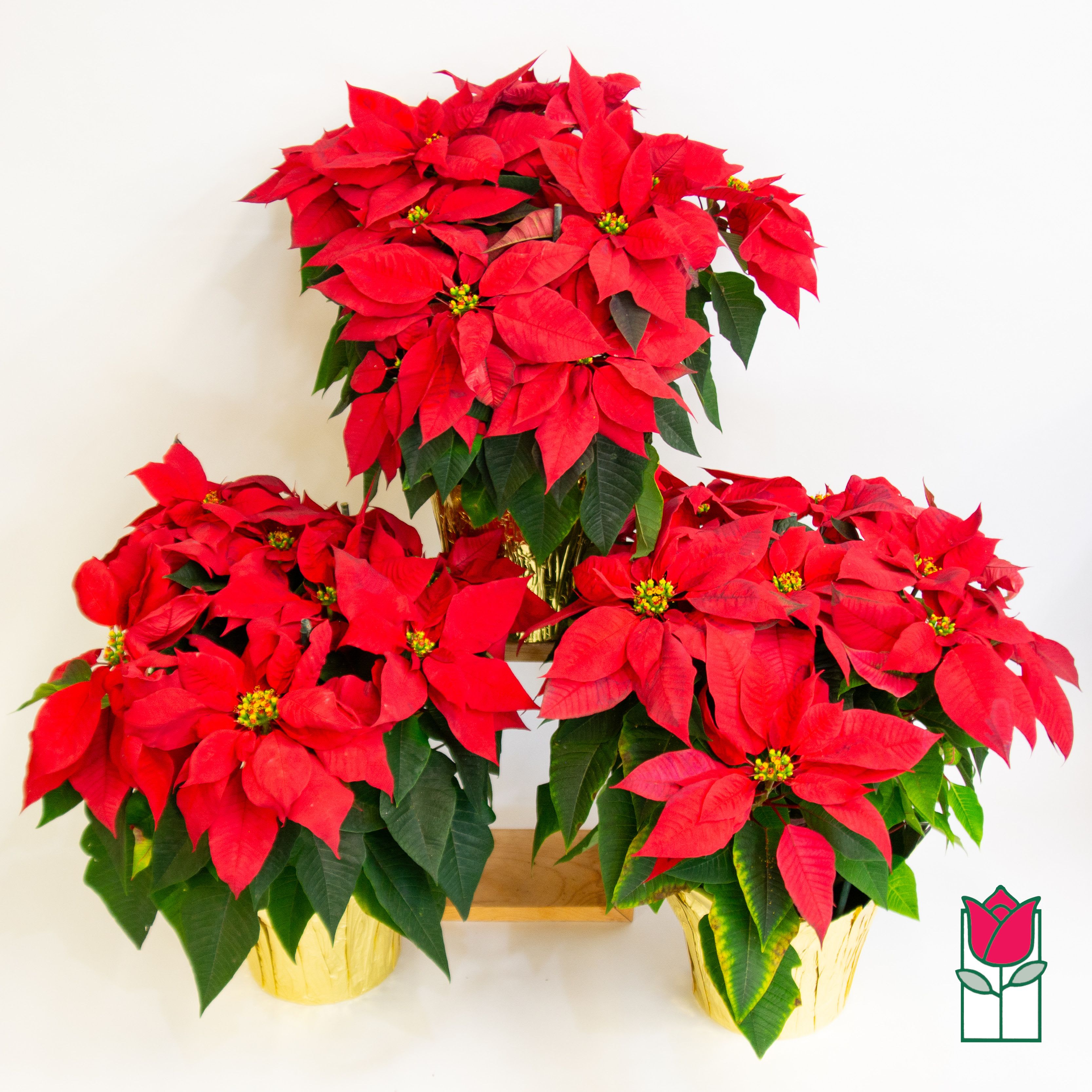 Beretania's Large Red Poinsettia [Limited Availablity] - Festive seasonal plants from Beretania Florist Celebrate the season in grand style with our Large Poinsettia Plant from Beretania Florist, a symbol of elegance and joy that promises to elevate your holiday décor. Standing tall and proud, this limited-edition botanical beauty is a stunning addition to any home or office space, creating a warm and inviting atmosphere.   Limited Availability: Hurry and secure your  Poinsettia Plant now, as our limited stock ensures exclusivity. This is your opportunity to own a unique and extraordinary piece from Beretania Florist.