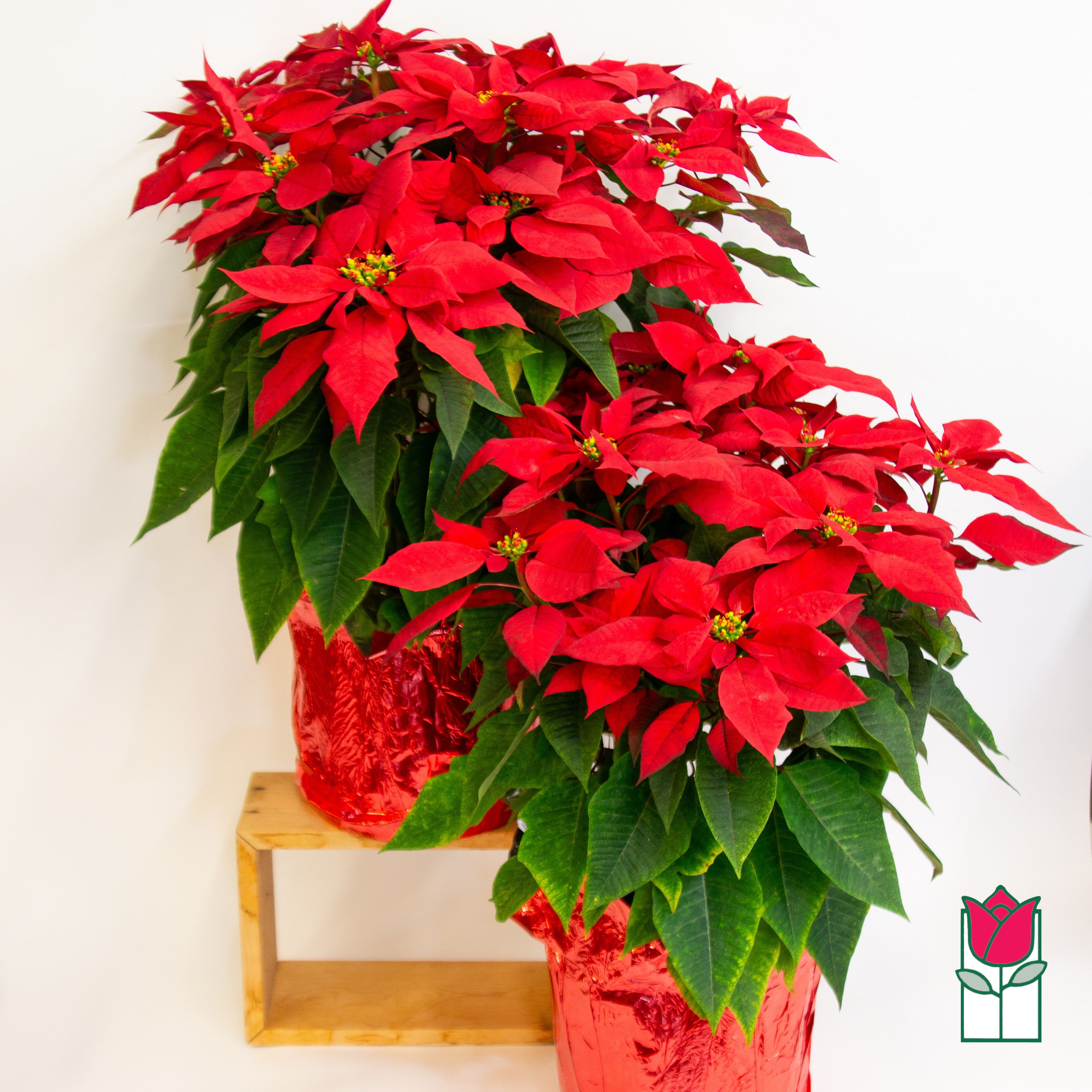 Beretania's Extra Large Red Poinsettia  -  Introducing the Beretania Florist Extra Large Poinsettia Plant: A Festive Flourish for Your Holidays!   Celebrate the season in grand style with our exclusive Extra Large Poinsettia Plant from Beretania Florist, a symbol of elegance and joy that promises to elevate your holiday décor. Standing tall and proud, this limited-edition botanical beauty is a stunning addition to any home or office space, creating a warm and inviting atmosphere.   Key Features:   Impressive Size: Our Extra Large Poinsettia Plant is a showstopper, boasting a generous size that instantly commands attention. Elevate your holiday décor with a statement piece that captures the spirit of the season.   Limited Availability: Hurry and secure your Extra Large Poinsettia Plant now, as our limited stock ensures exclusivity. This is your opportunity to own a unique and extraordinary piece from Beretania Florist.   Convenient Delivery and Pick-Up Options in Honolulu:   Note: Due to limited availability, we recommend placing your order early to secure your Extra Large Poinsettia Plant from Beretania Florist.   Happy Holidays from Beretania Florist! 