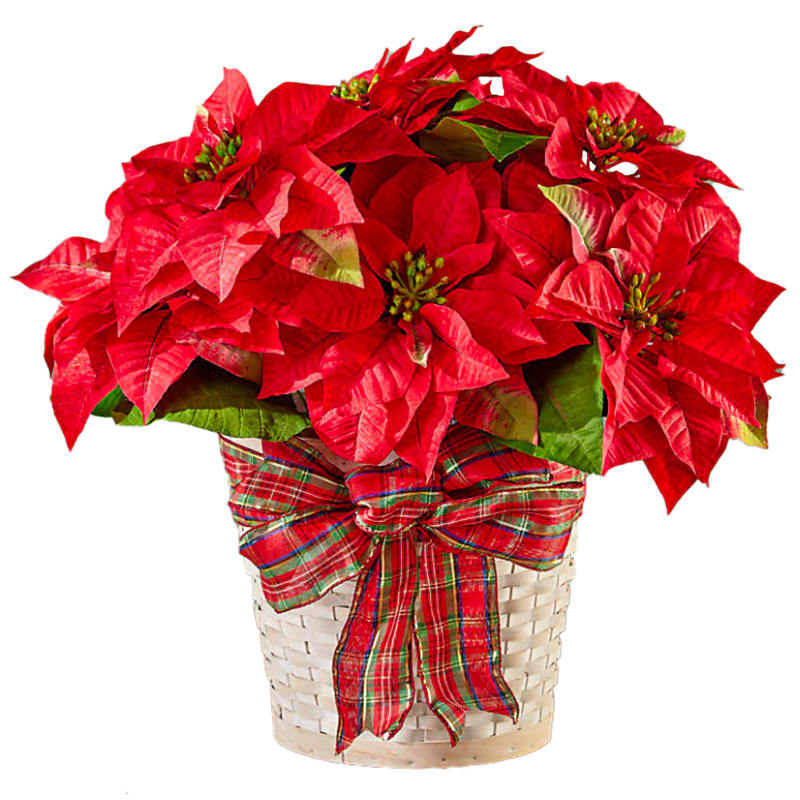 Poinsettia 8&quot; - Tis' the season for gifting, and this classic Poinsettia certainly fits the bill. Make them feel loved this Christmas with big beautiful blooms. A full-sized favorite that will be right at home for the holidays, you can't go wrong! One healthy red poinsettia plant arrives in a wicker basket tied with a festive bow. $50- 8&quot; Poinsettia in a wicker basket tied with a festive bow.