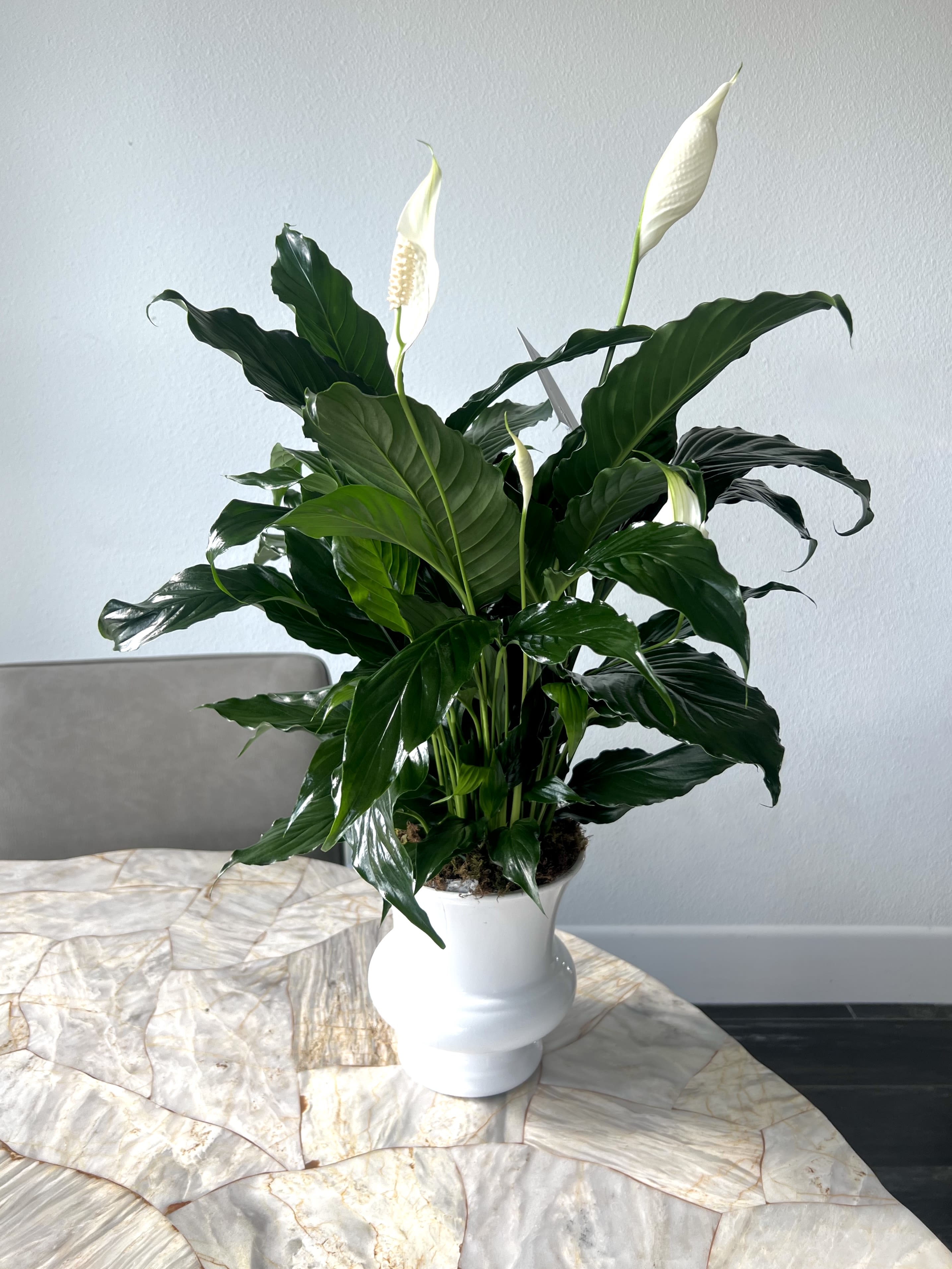 Peace Lily 6&quot; - The 6&quot; Peace Lily is a symbol of peace, purity, and renewal. Styled in a modern white ceramic vase.  El 6&quot; Lirio de la Paz simboliza paz, pureza y renovación. Presentado en un florero cerámico moderno.  