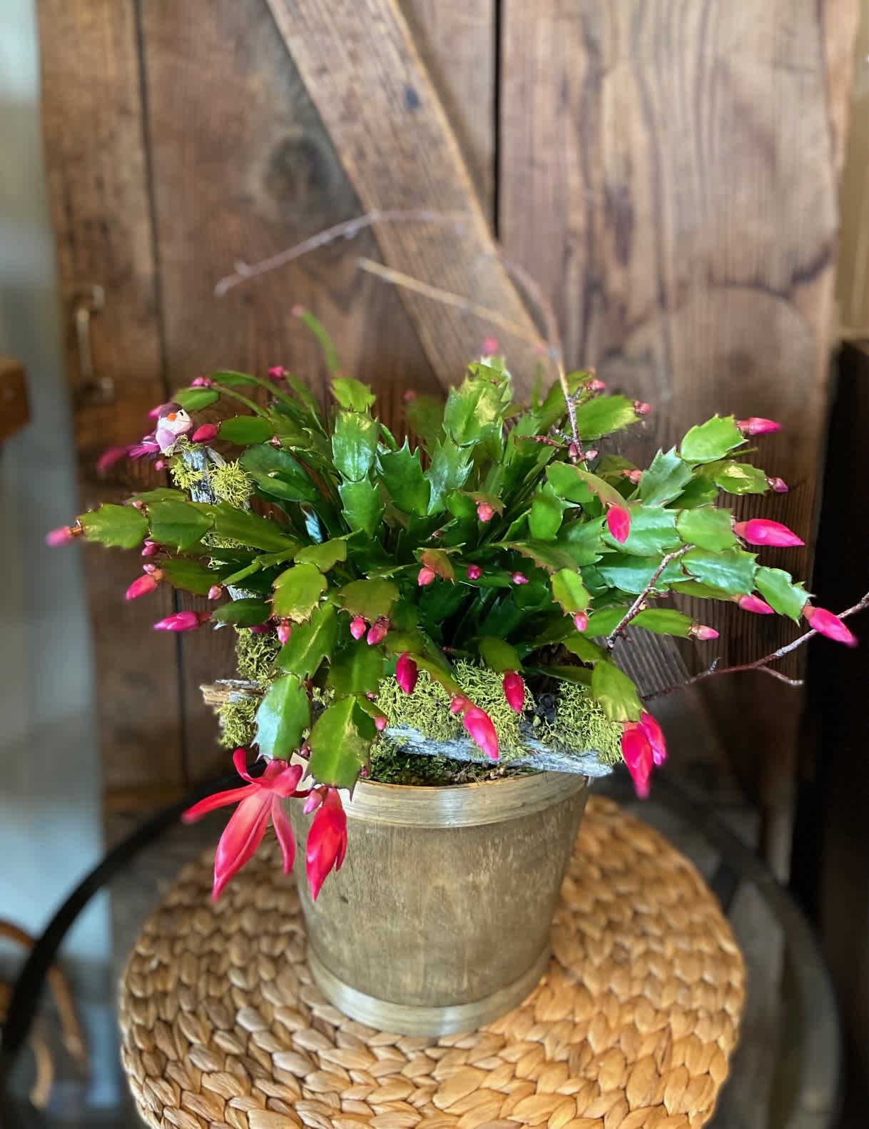 Thanksgiving Cactus - Glorious Thanksgiving Cactus all Dressed up for the Perfect Gift.  Mossy Branch for added Interest and Wooden Pot.  Spy the Sweet Bird?