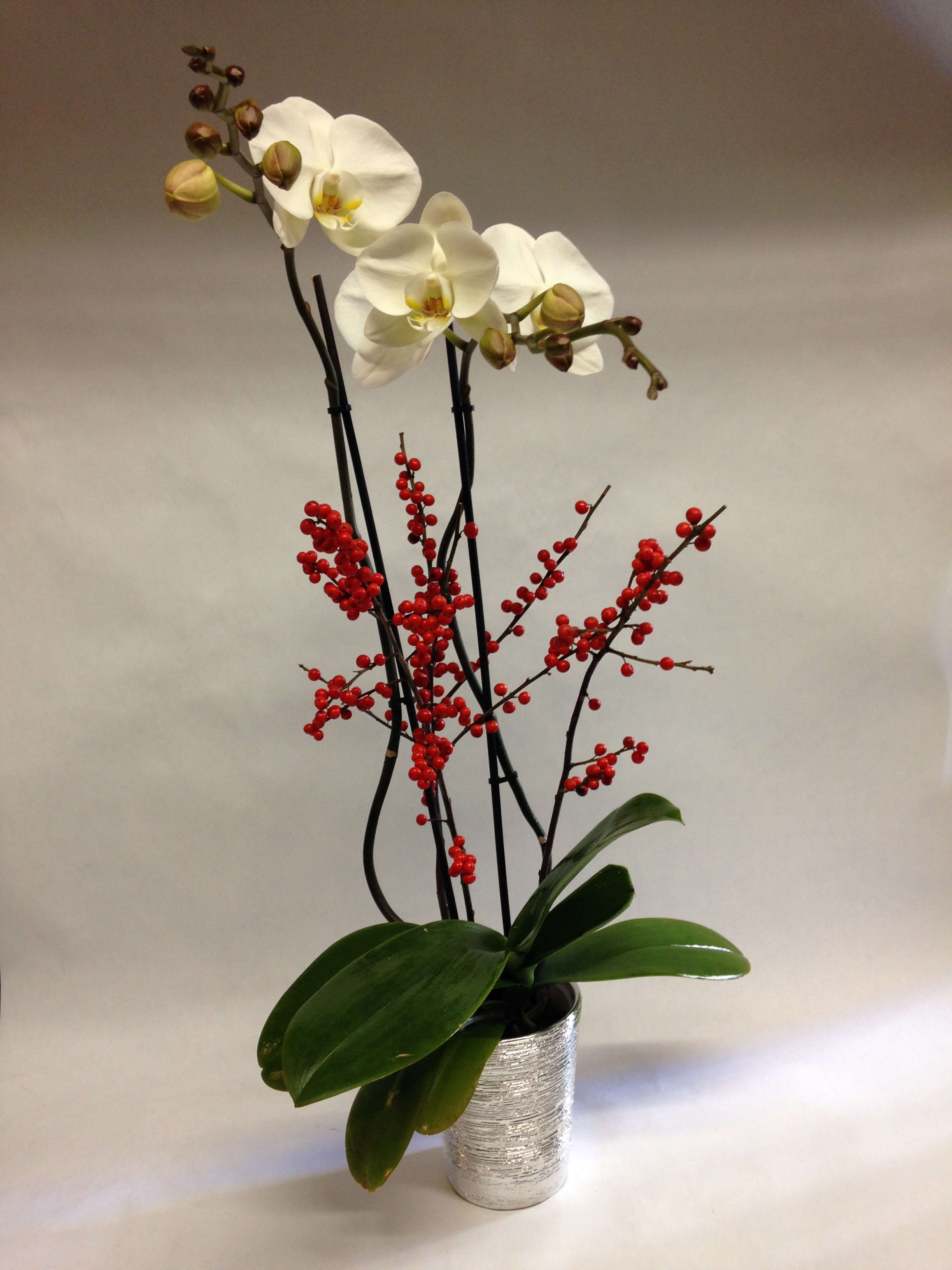 Winter Orchid - This seasonal spin on our orchid planter comes complete with Ilex berries and is presented in a silver pot.  (Some flowers may be subject to change depending on the season. We will contact you with available flower substitutions; please contact us with specific questions if you are concerned with flower availability, thanks!) Featured arrangement: $125.00(REGULAR PRICE)