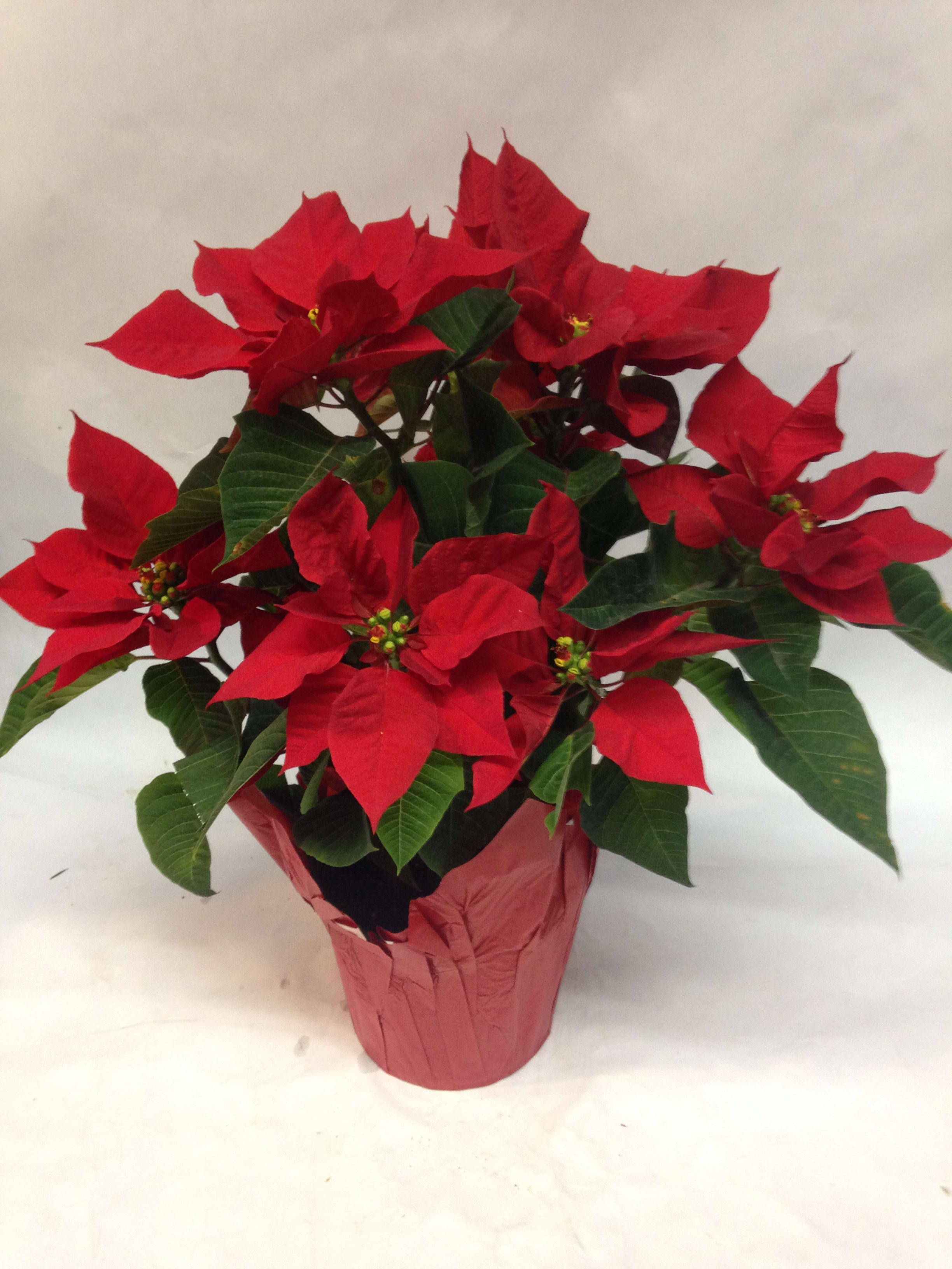6&quot; Potted Poinsettia - A bright red 6&quot; poinsettia is the perfect gift for friends and family. Approximate height is 16 inches tall. Feautured: $38.75