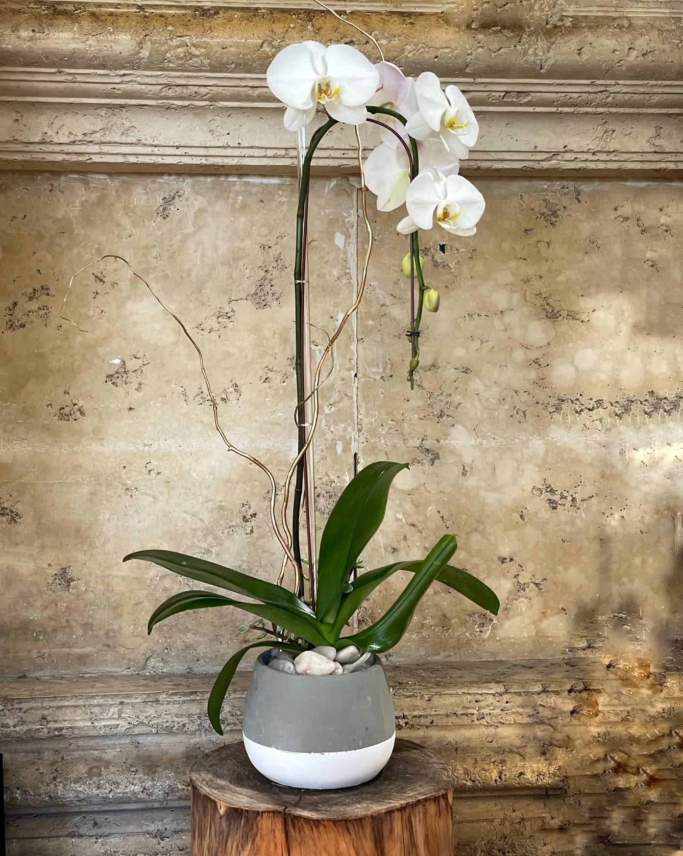 Silver Orchid - Premium Phalaenopsis Orchid plant in ceramic vase.