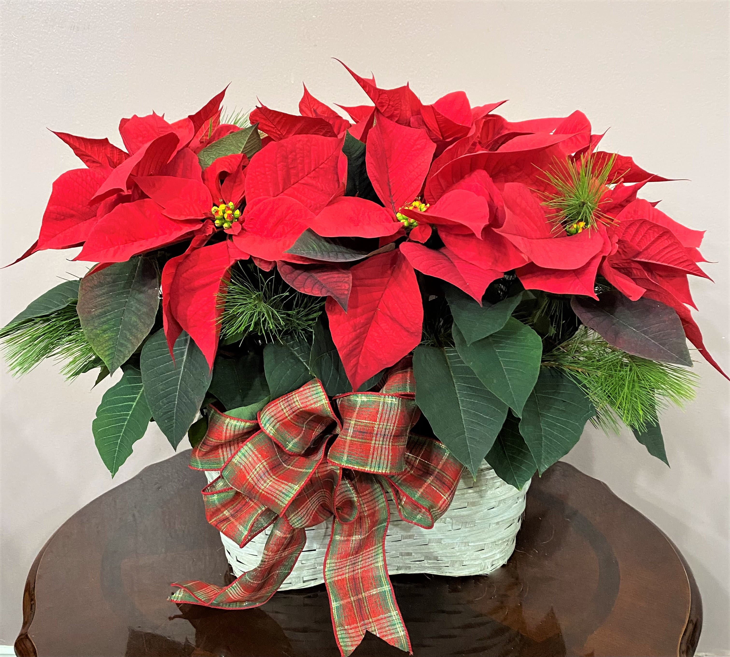 Red Poinsettia in a Double Basket - Two 6&quot; Poinsettias carefully arranged with upgraded seasonal greens and a bow.  Also available with pink poinsettias, deep burgundy, or red. Default item will be red. If you would like the pink or burgundy, please specify in comments section of the order. 