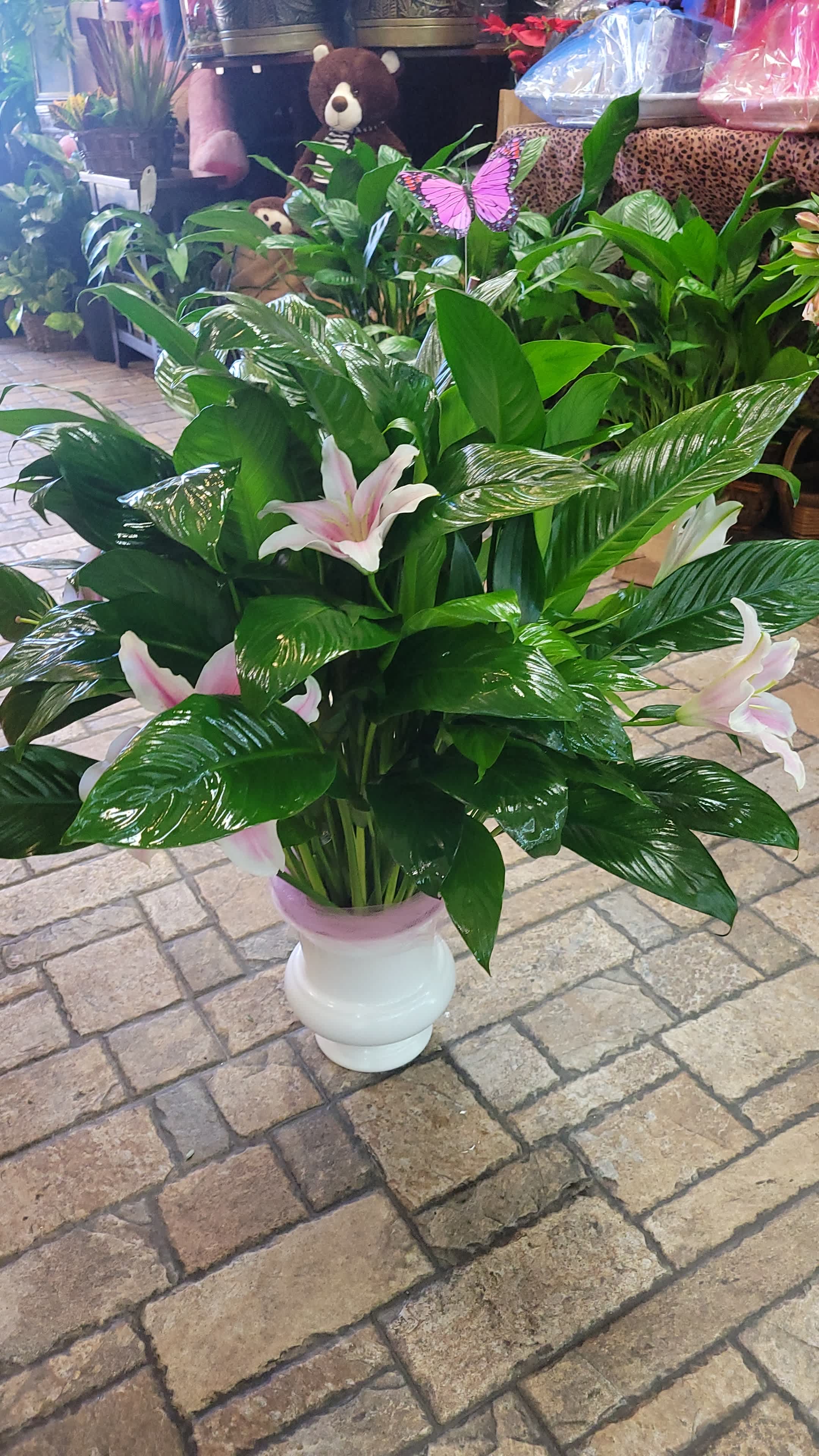 Peace Lilly with Stargazer Lillies - A full-size peace lily with added stems of fresh-cut stargazer lilies. Perfect for a home or memorial service. 