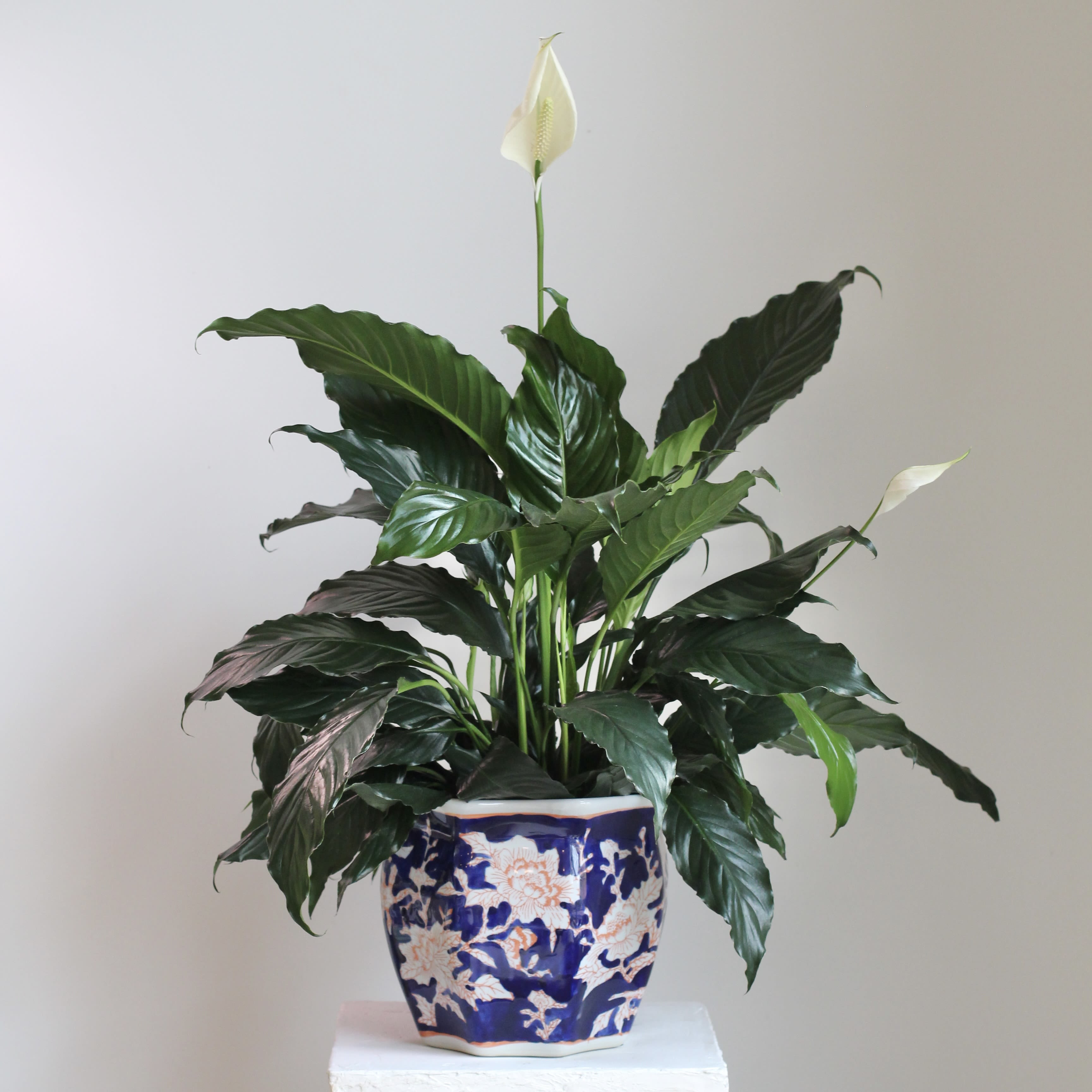 Premium Peace Lily - Elevate any room with this premium flowering Peace Lily, its elegant white blooms and glossy green leaves offering a fresh sense of calm and natural beauty. Nestled in a navy and coral chinoiserie pot, this plant blends timeless botanical charm with a vibrant, artful touch. Perfect as a statement décor piece or a thoughtful gift, this Peace Lily brings both serenity and style to any space.
