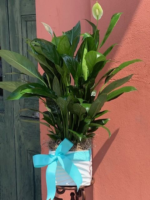 Peacelily Plant - Peacelily plant in 6 inch planter. Choose any ribbon color of your choice! Put preference in &quot;special instructions&quot;