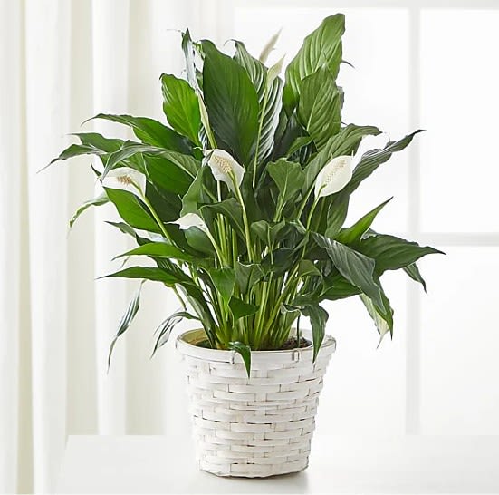 Peace Lily Plant - A beautiful blooming plant that is suitable for their home or office, known for its symbolism of tranquility and spiritual renewal.