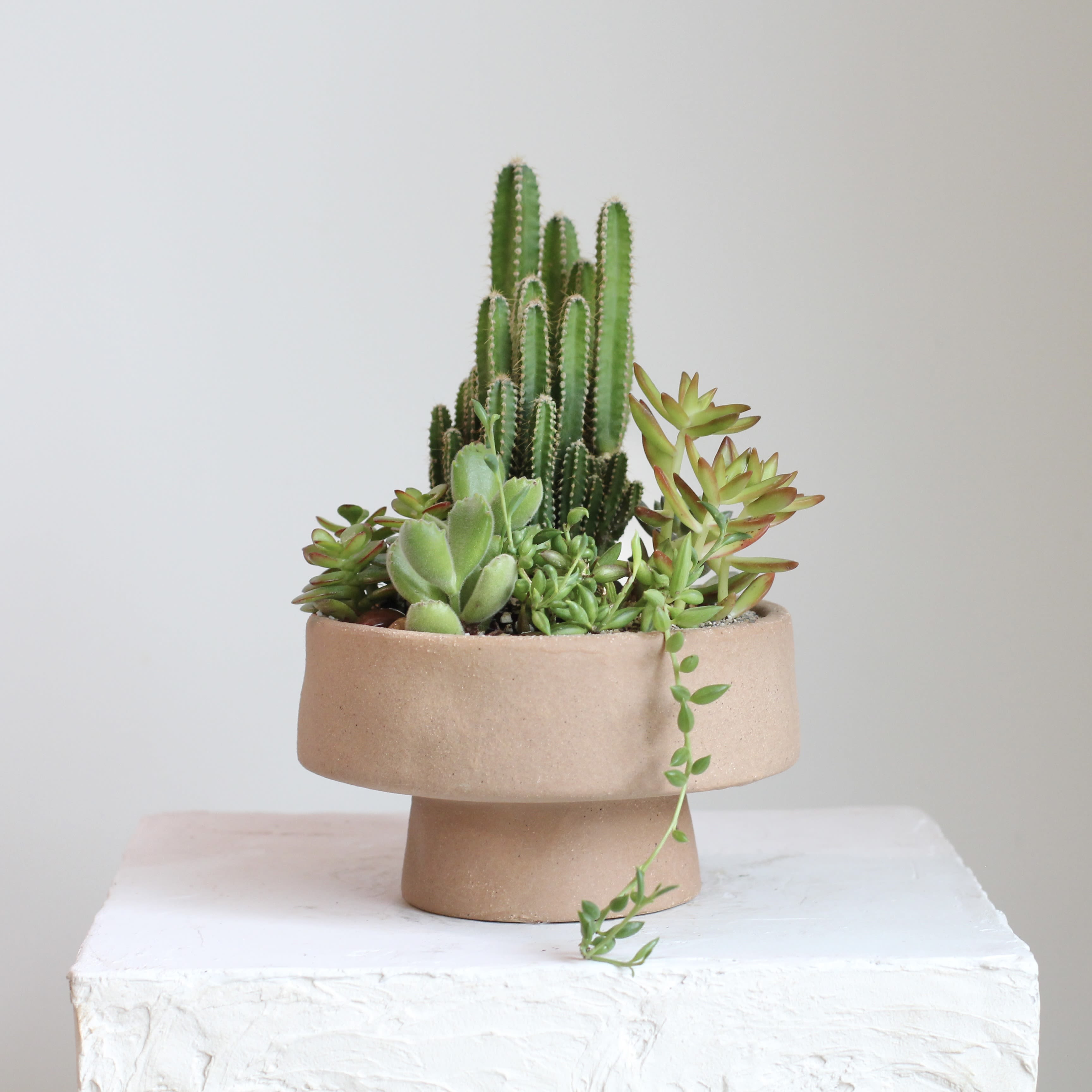 Adobe Succulent Garden  - Bring warm desert inspired charm into your space with this Adobe Succulent Garden. A curated mix of sculptural succulents and natural stones is set in an adobe style container, blending earthy tones with modern simplicity. Perfect for desks, shelves, or sunny windowsills, this low maintenance garden adds effortless texture and natural style to any setting.