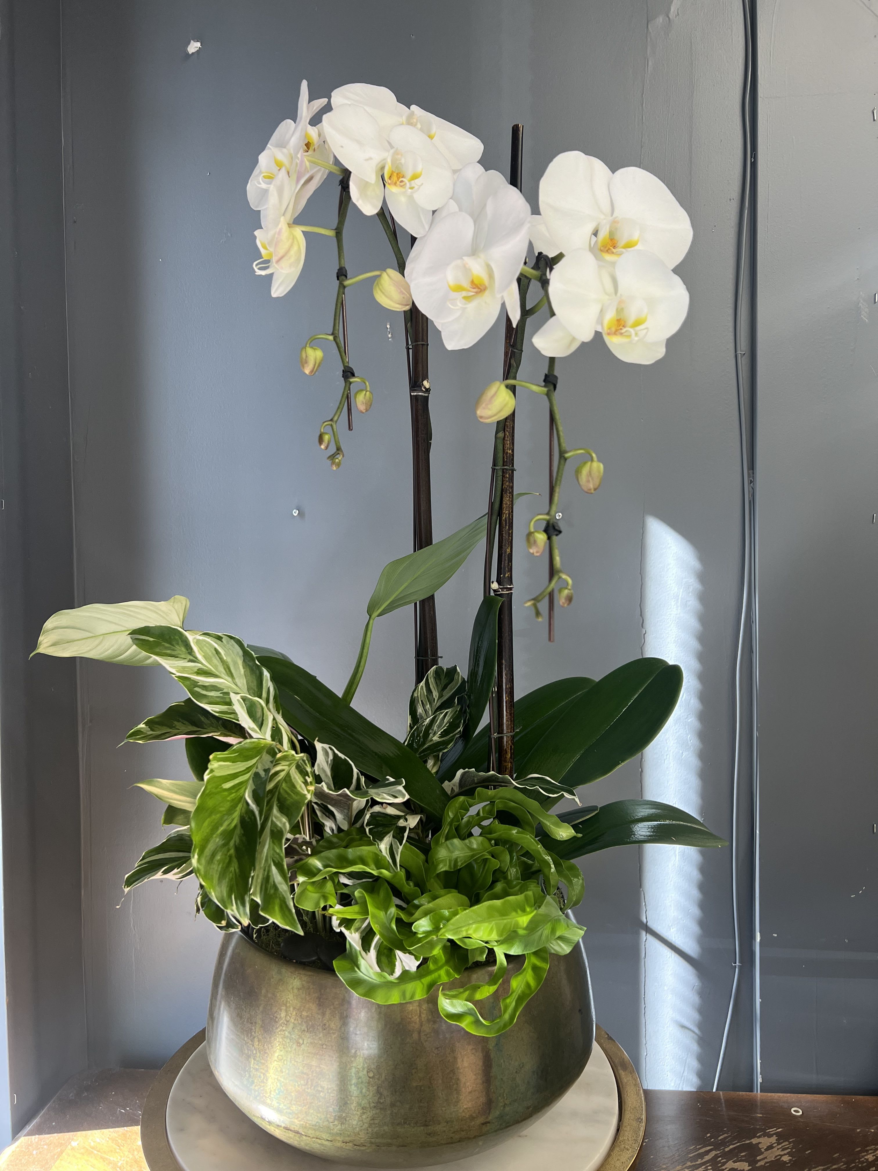 The Stunner - Orchids planted with tropical foliage in a lovely keepsake container.  Standard arrangement includes: 2 single stem orchid plants and 3 tropical plants Deluxe arrangement includes: 3 single stem orchid plants and 3 tropical plants Premium arrangement includes: 4 single stem orchid plants and 4 tropical plants