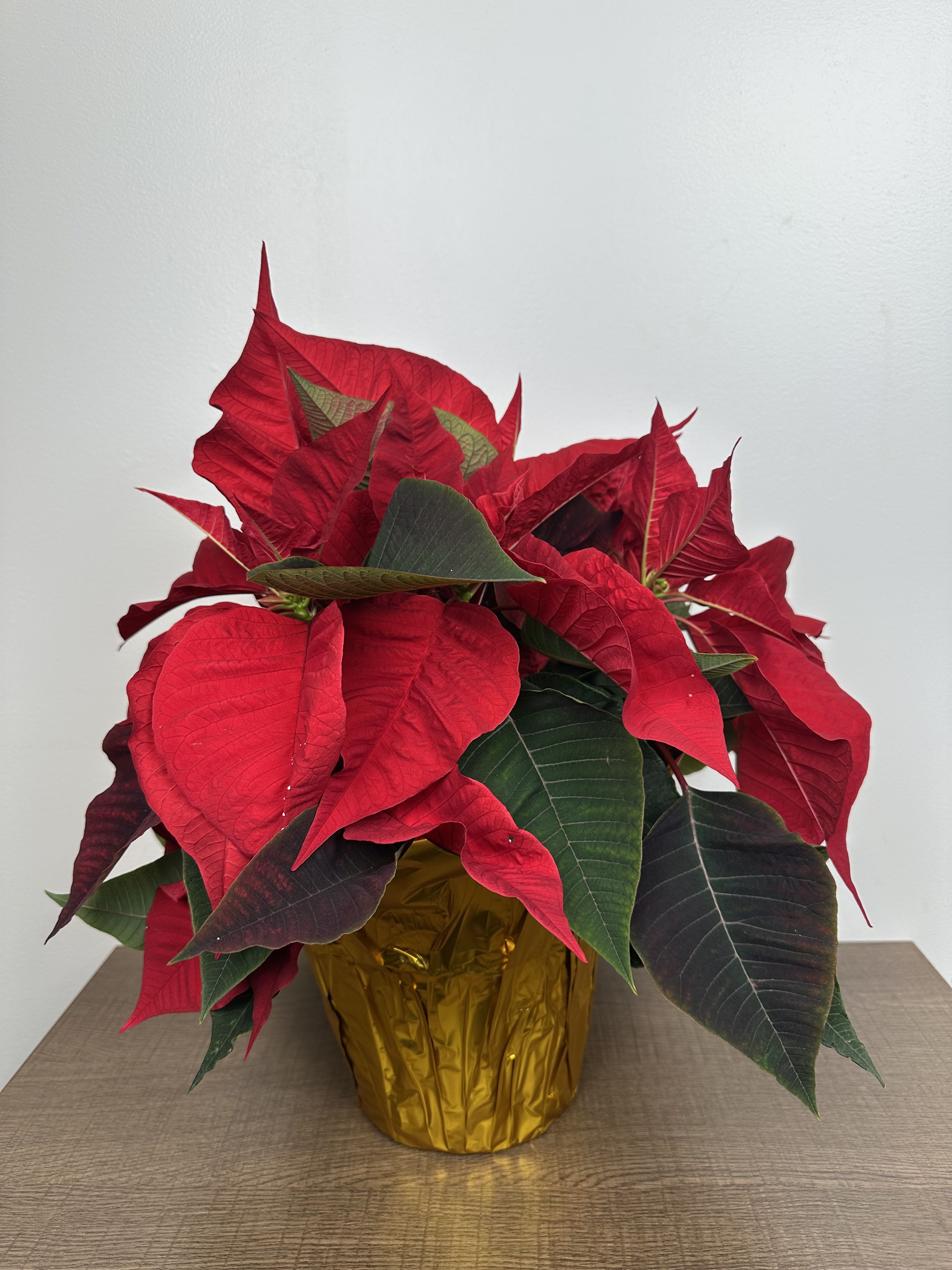 6” Poinsettia in Foil - 6” Poinsettia in Foil